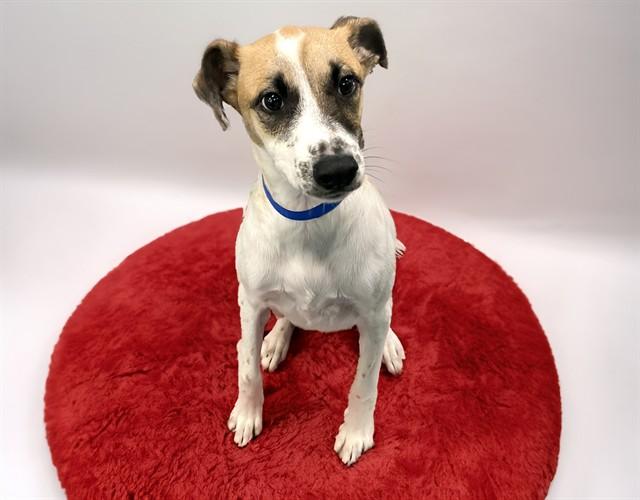 STITCH, Adoptable, Young Male Labrador Retriever & Mixed Breed.