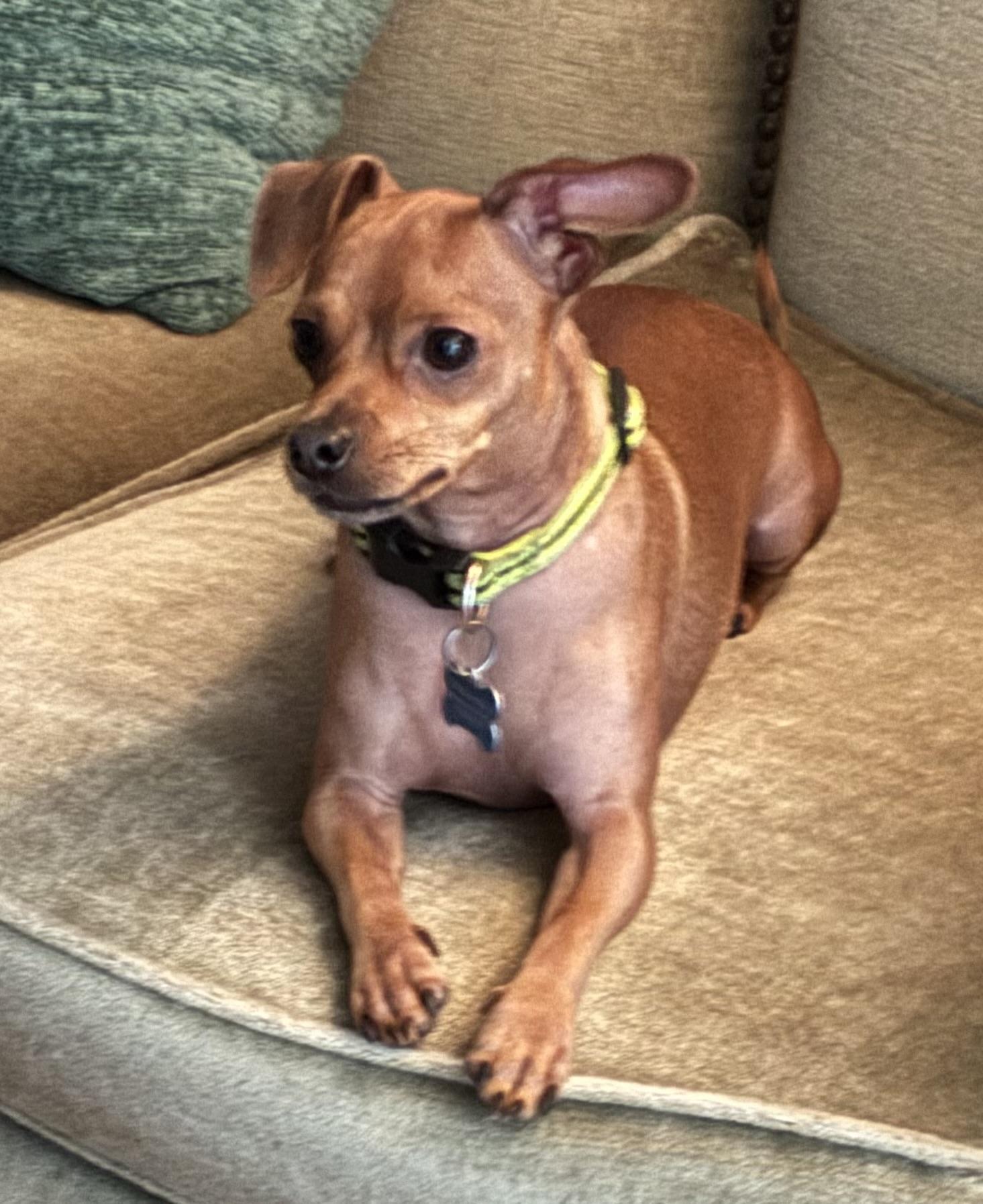 Dion, an adoptable mixed breed in Choctaw, OK image 5/5