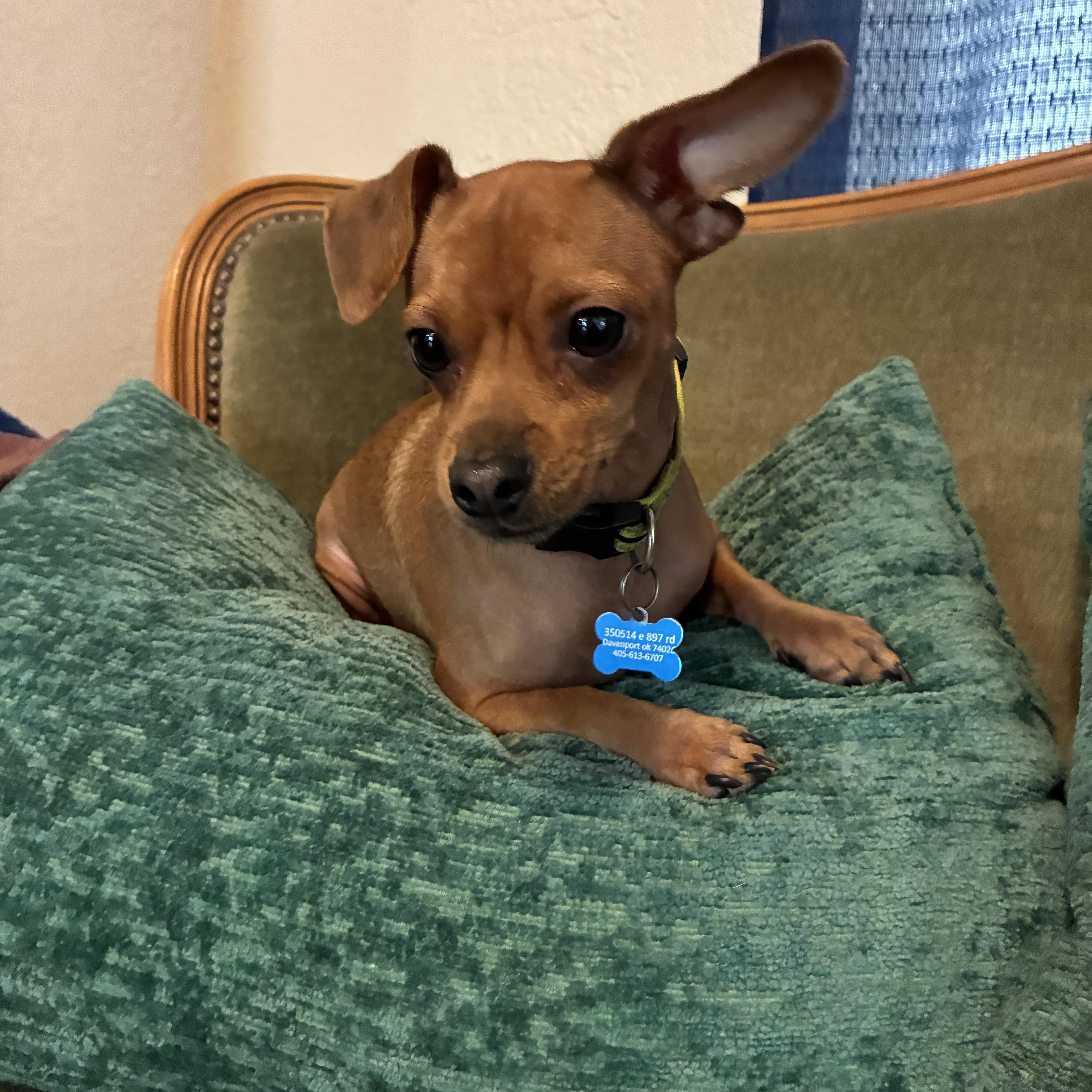 Dion, adoptable, Adult Male Chihuahua & Miniature Pinscher.