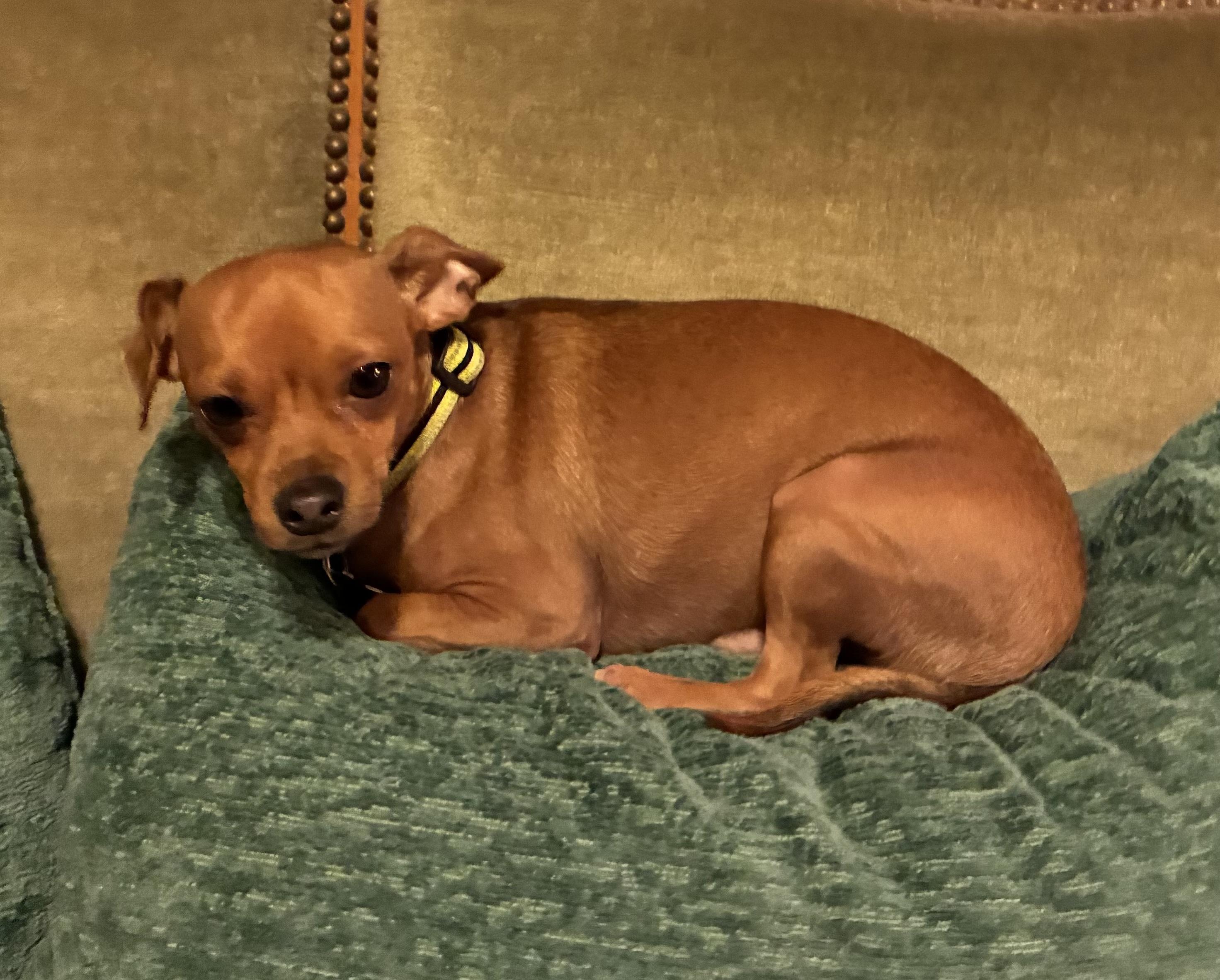 Dion, an adoptable mixed breed in Choctaw, OK image 2/5