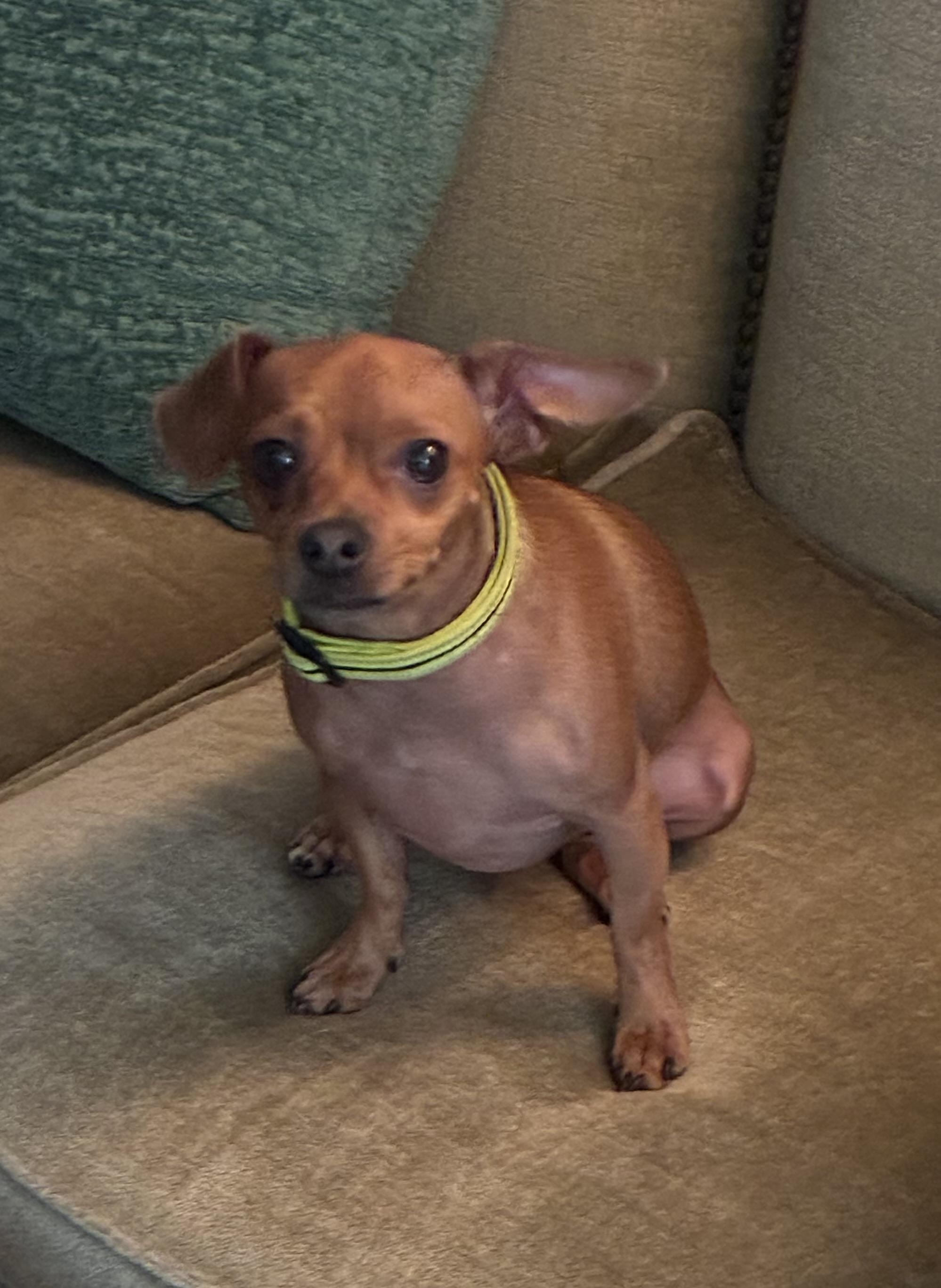 Dion, an adoptable mixed breed in Choctaw, OK image 3/5