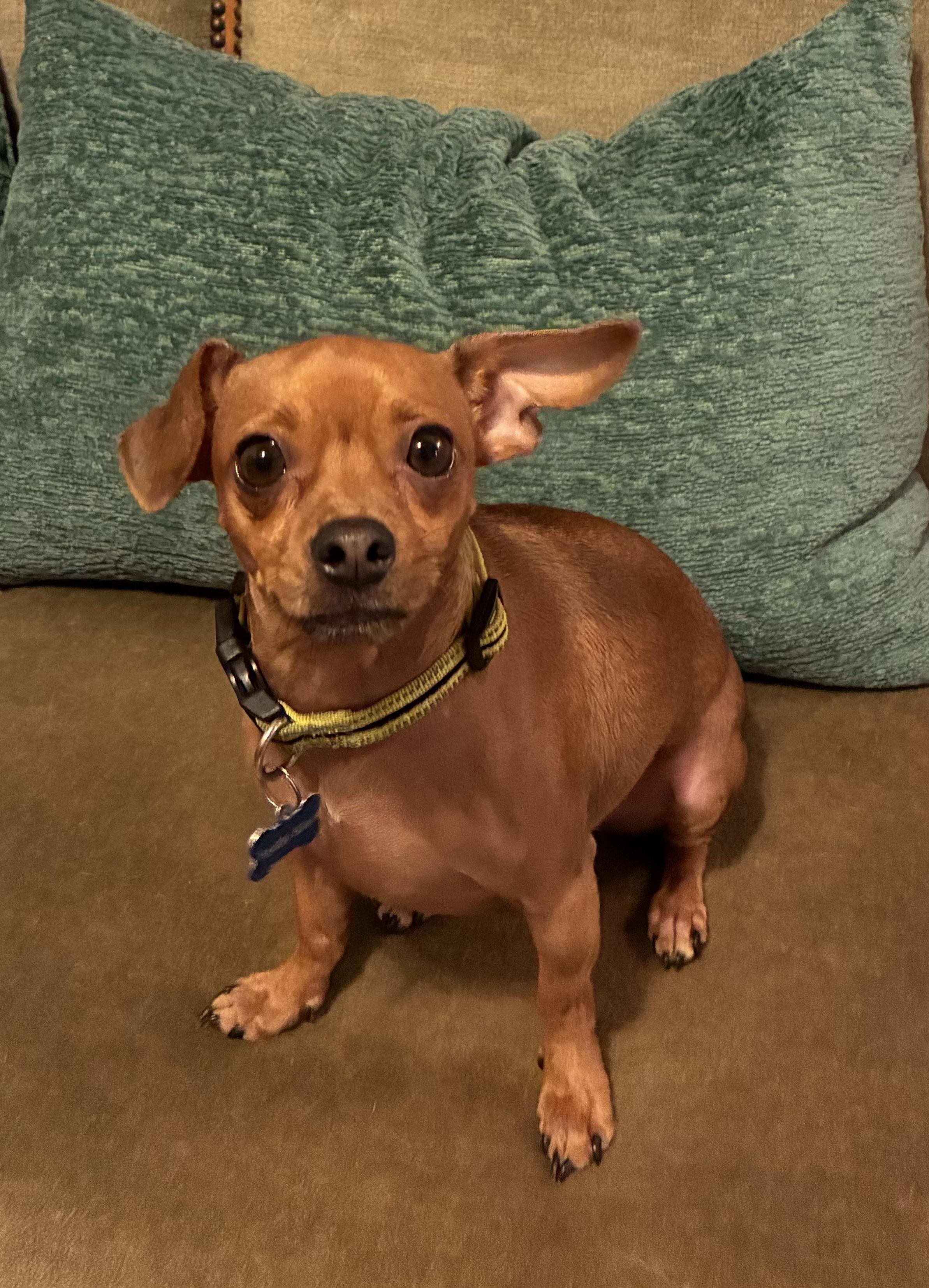 Dion, an adoptable mixed breed in Choctaw, OK image 4/5