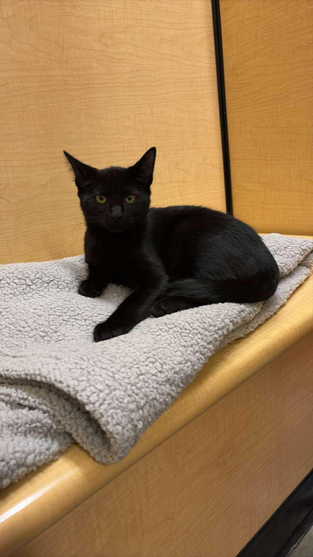 Bag Boy, Adopted, Young Male Domestic Short Hair.