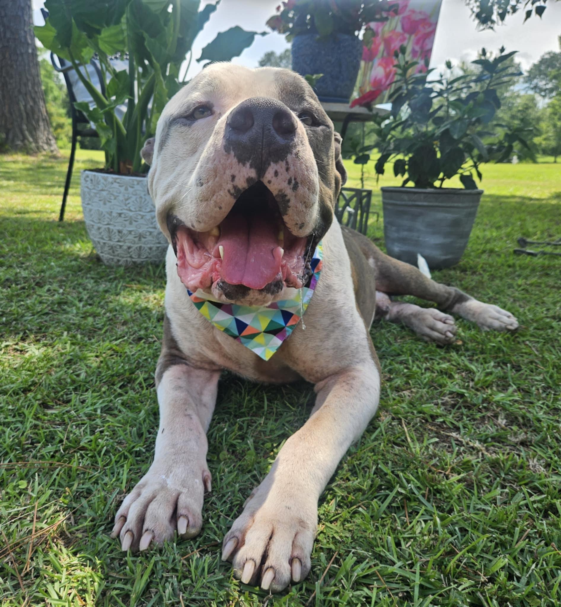 Louie, a Adoptable American Bully in Pensacola, FL image 4/6