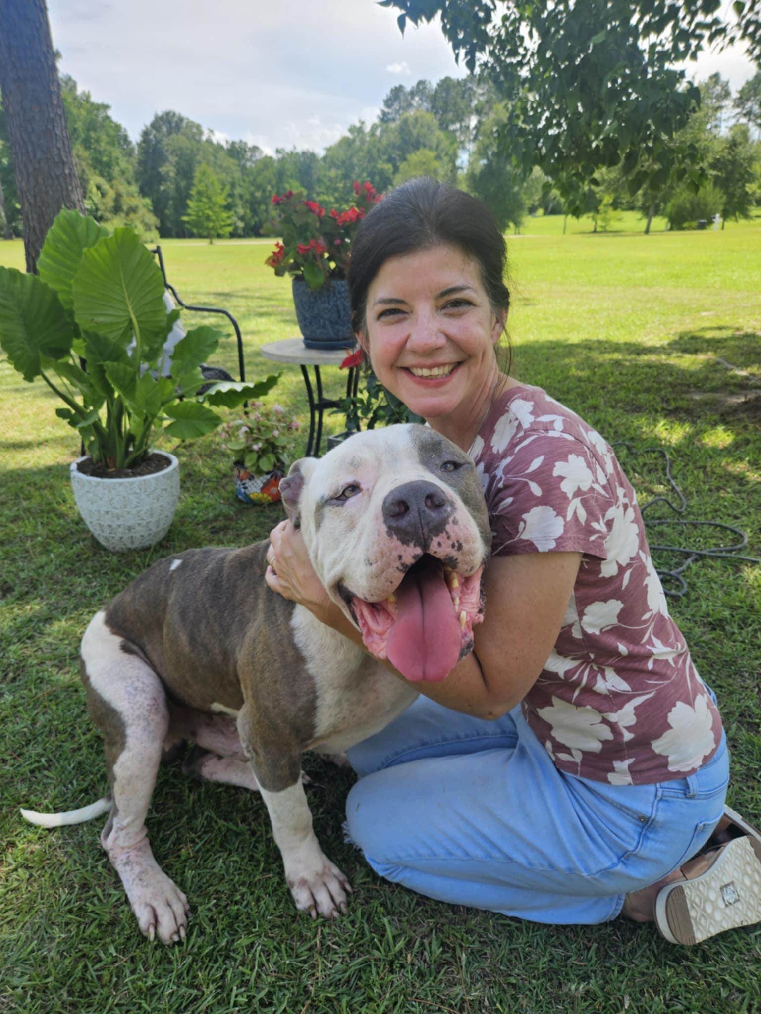 Louie, a Adoptable American Bully in Pensacola, FL image 2/6