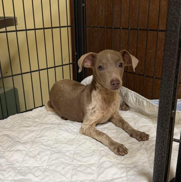 Enlarge Millie, a ADOPTABLE Dachshund in Lutz, FL image 2/2