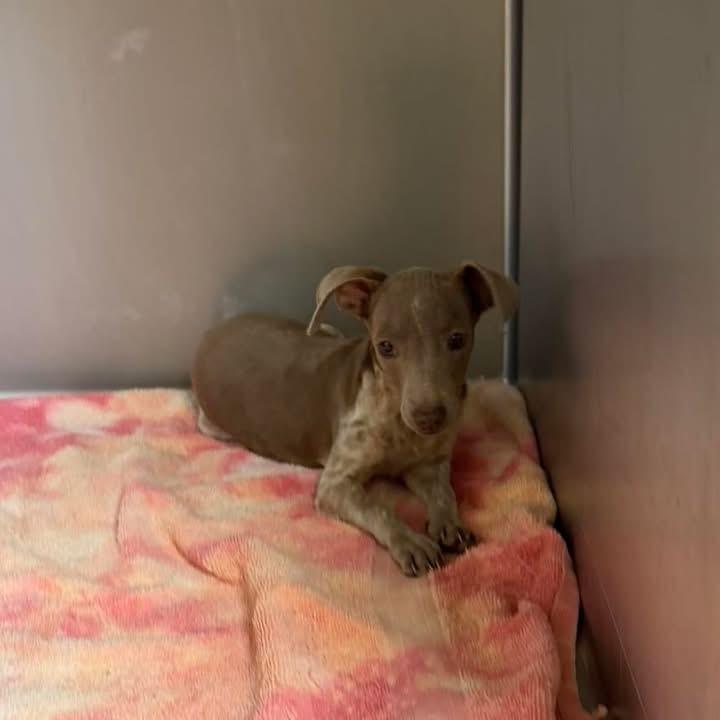 Millie, ADOPTABLE, Puppy Female Dachshund.