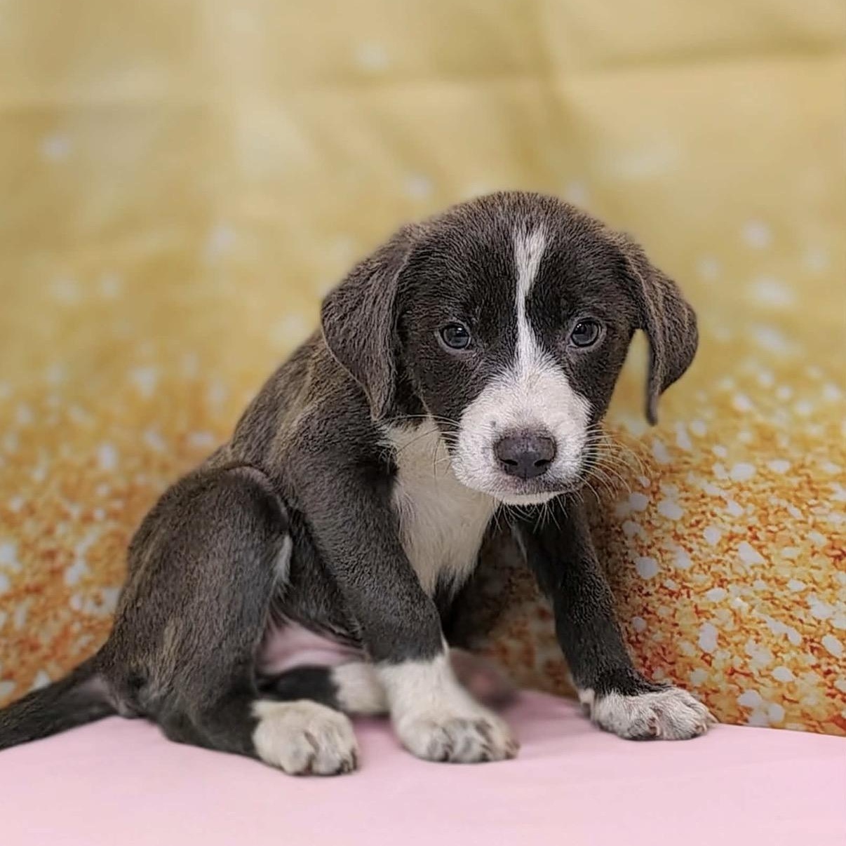 Enlarge Kiera, a Adoptable mixed breed in Hamilton , NJ image 1/1
