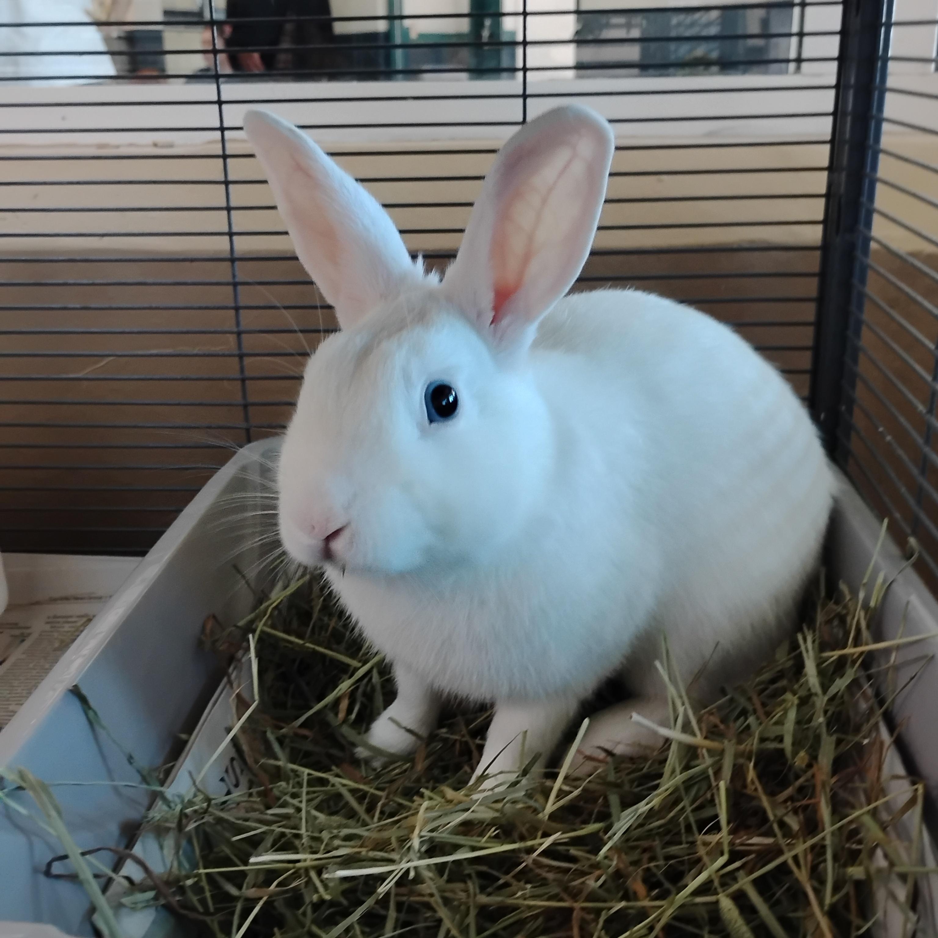 Enlarge Ocean Blue, a Adoptable Bunny Rabbit in Livermore, CA image 4/5
