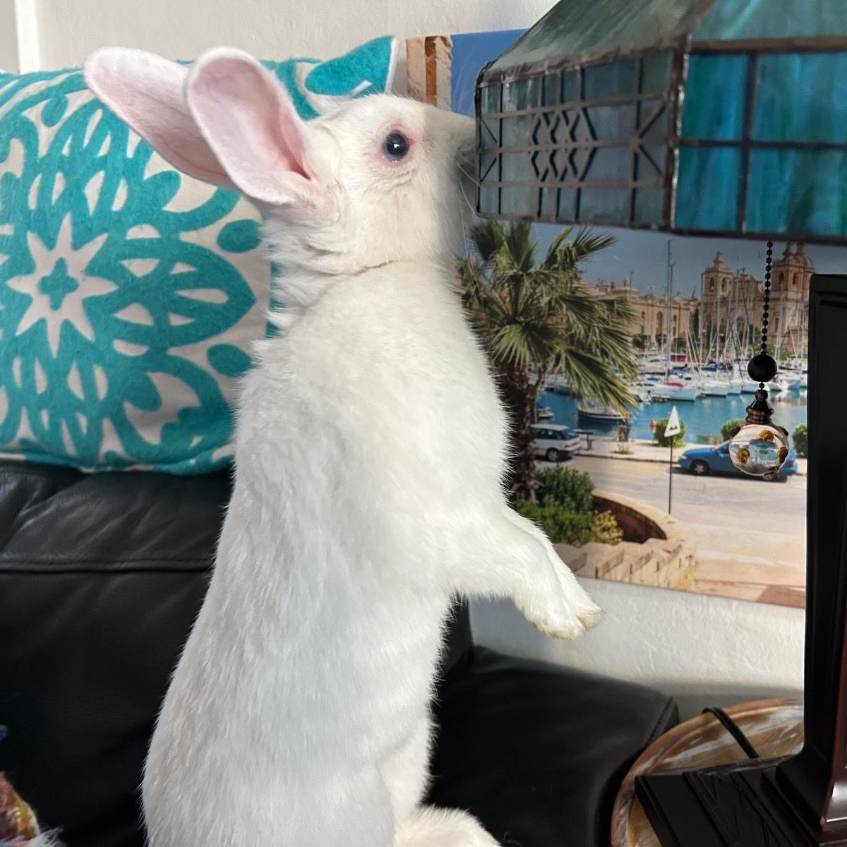 Enlarge Ocean Blue, a Adoptable Bunny Rabbit in Livermore, CA image 2/5
