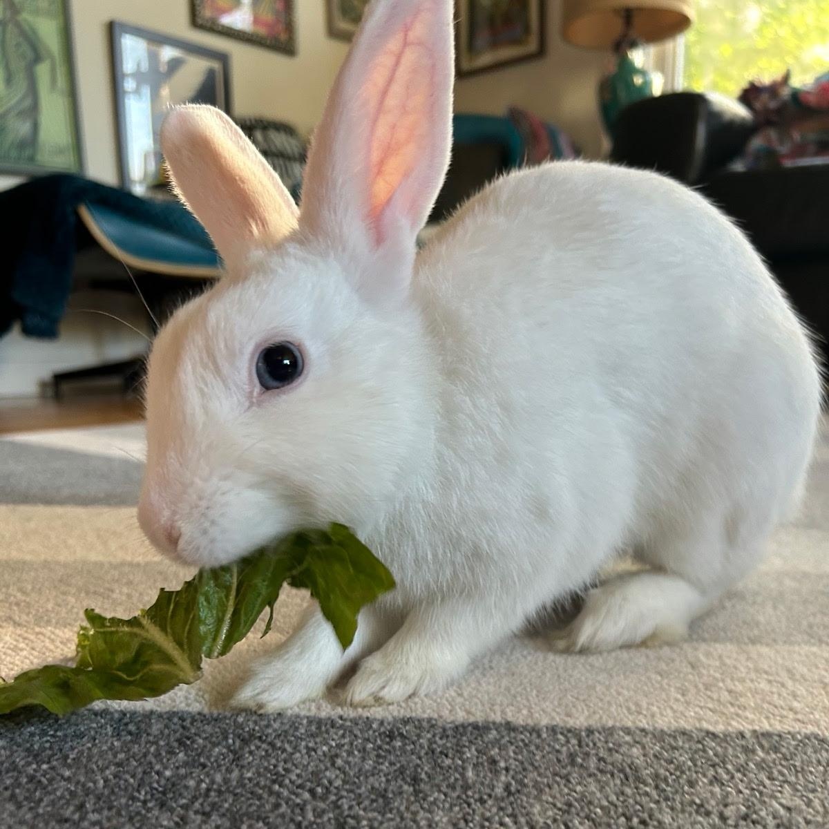 Ocean Blue, Adoptable, Young Male Bunny Rabbit.