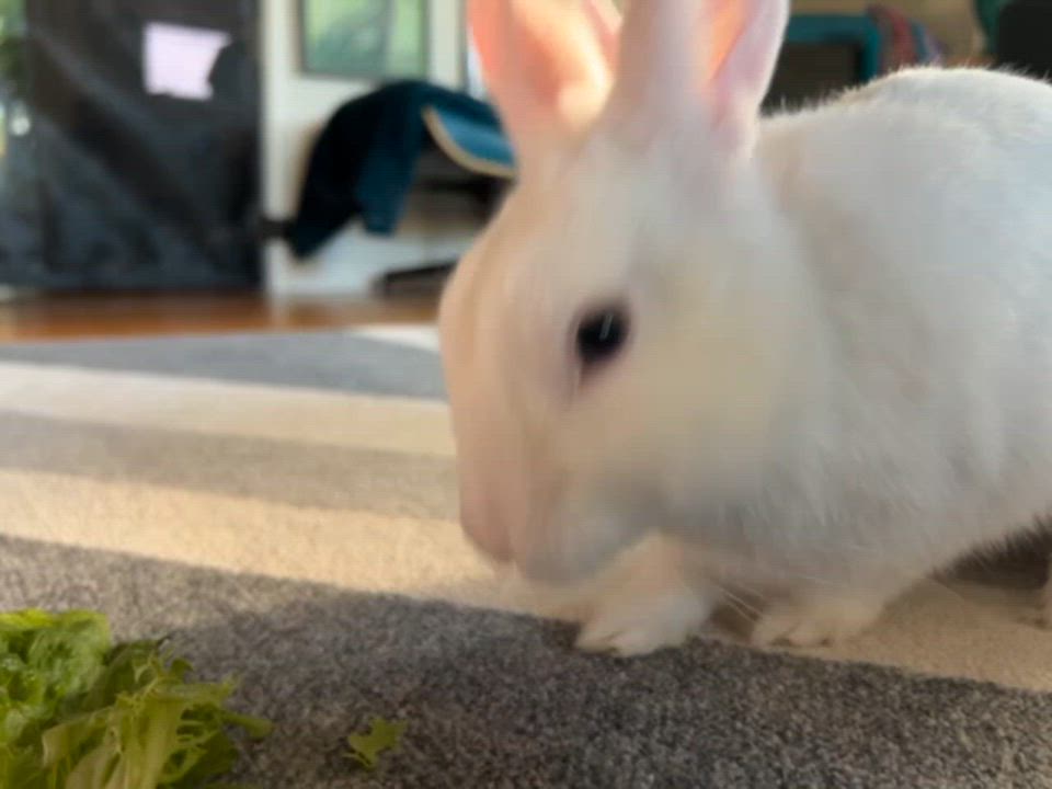 Enlarge Ocean Blue, a Adoptable Bunny Rabbit in Livermore, CA video 5/5