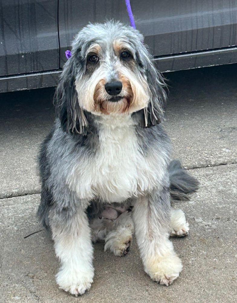 Annie, adoptable, Adult Female Aussiedoodle.