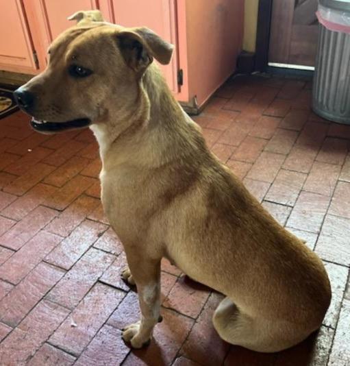 Enlarge Marion's Sasa, a Adoptable mixed breed in Los Lunas, NM image 1/2