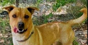 Enlarge Marion's Sasa, a Adoptable mixed breed in Los Lunas, NM image 2/2