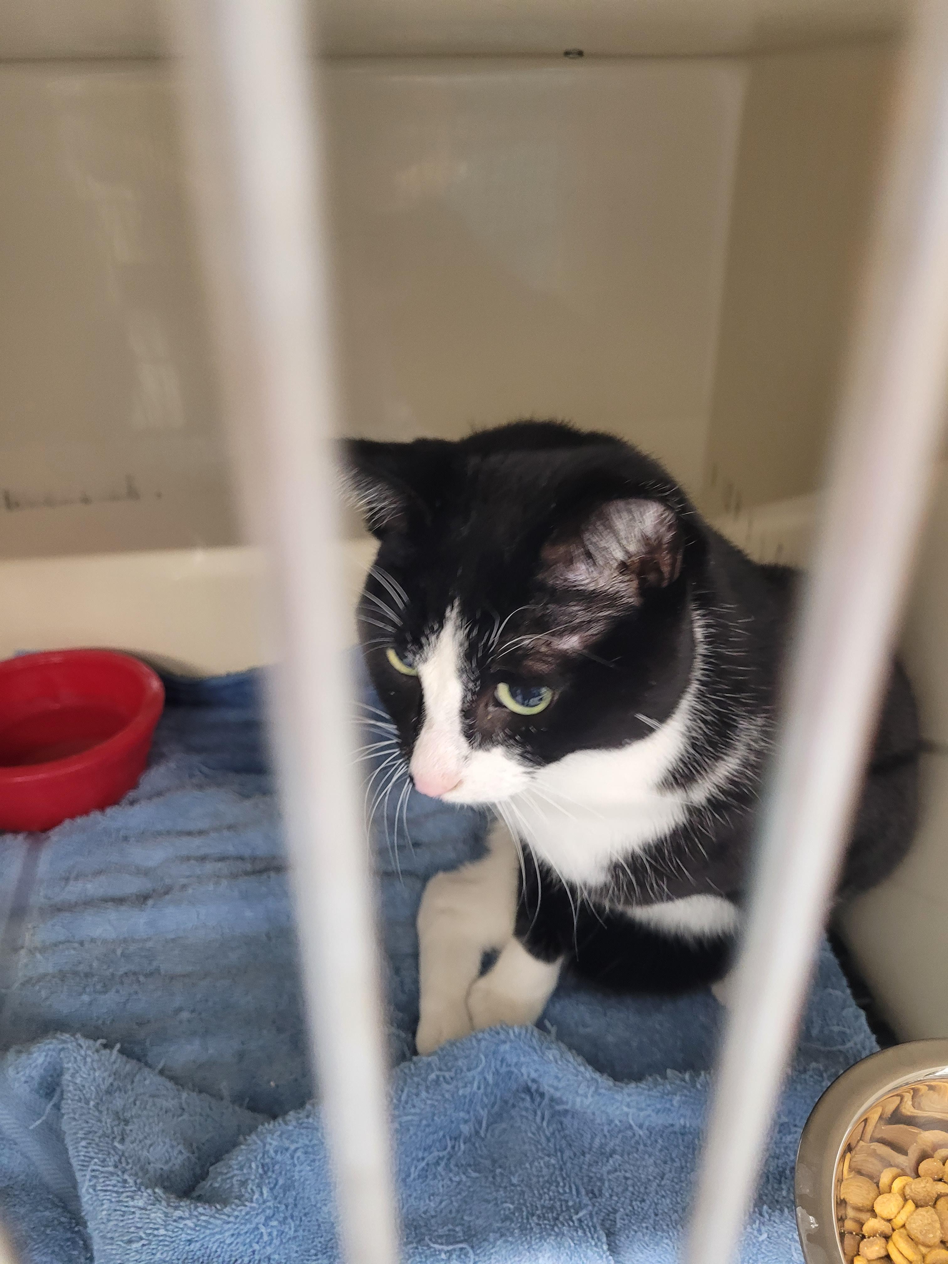 Brutis, an adoptable Domestic Short Hair in Morris, MN, 56267 | Photo Image 2