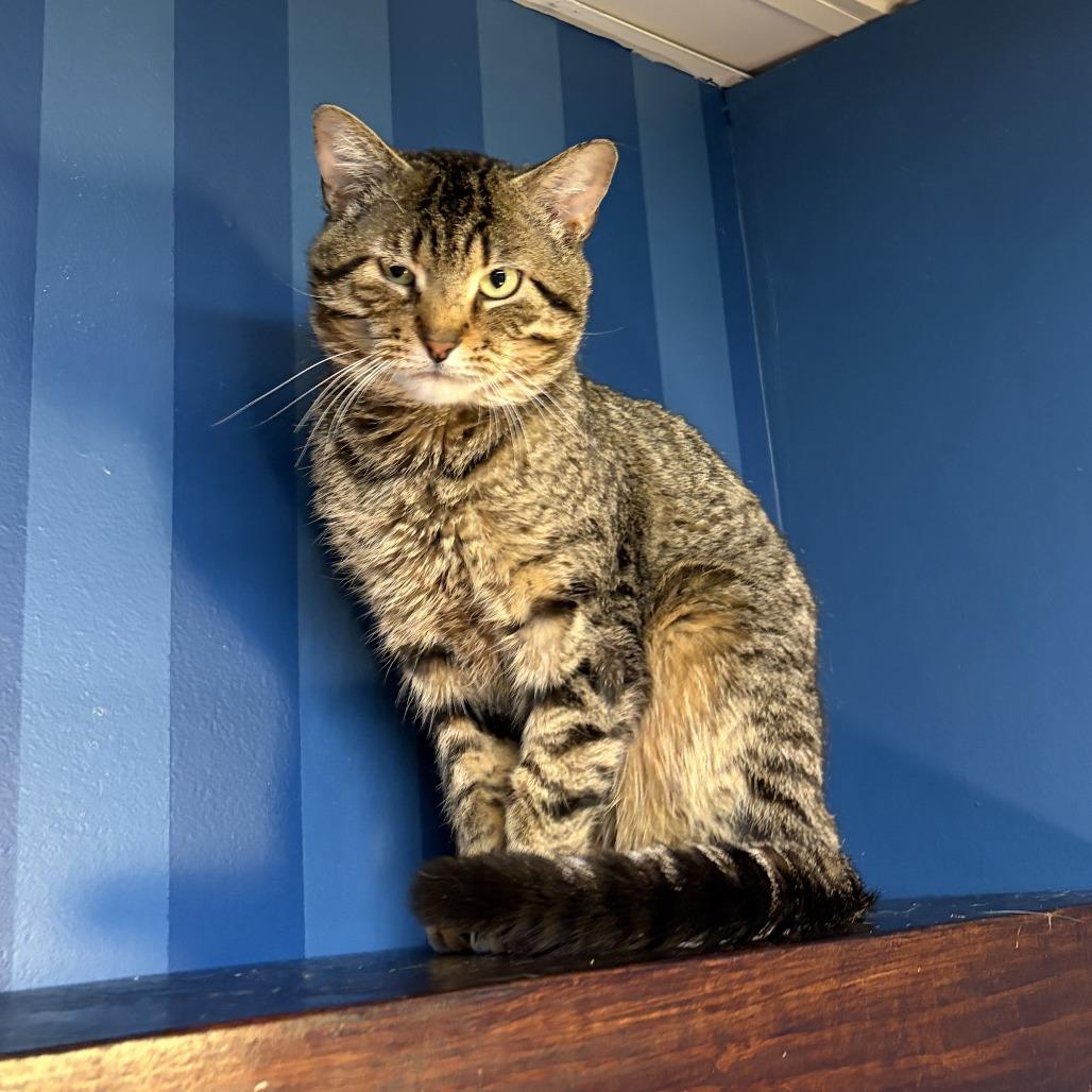 Enlarge Thiccy, a Adoptable Domestic Short Hair in Bloomington, IL image 1/3