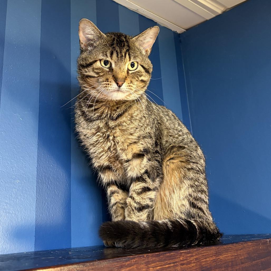 Enlarge Thiccy, a Adoptable Domestic Short Hair in Bloomington, IL image 2/3