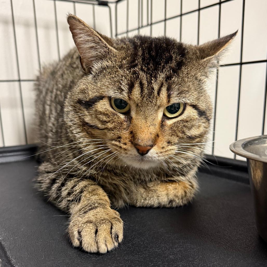 Enlarge Thiccy, a Adoptable Domestic Short Hair in Bloomington, IL image 3/3