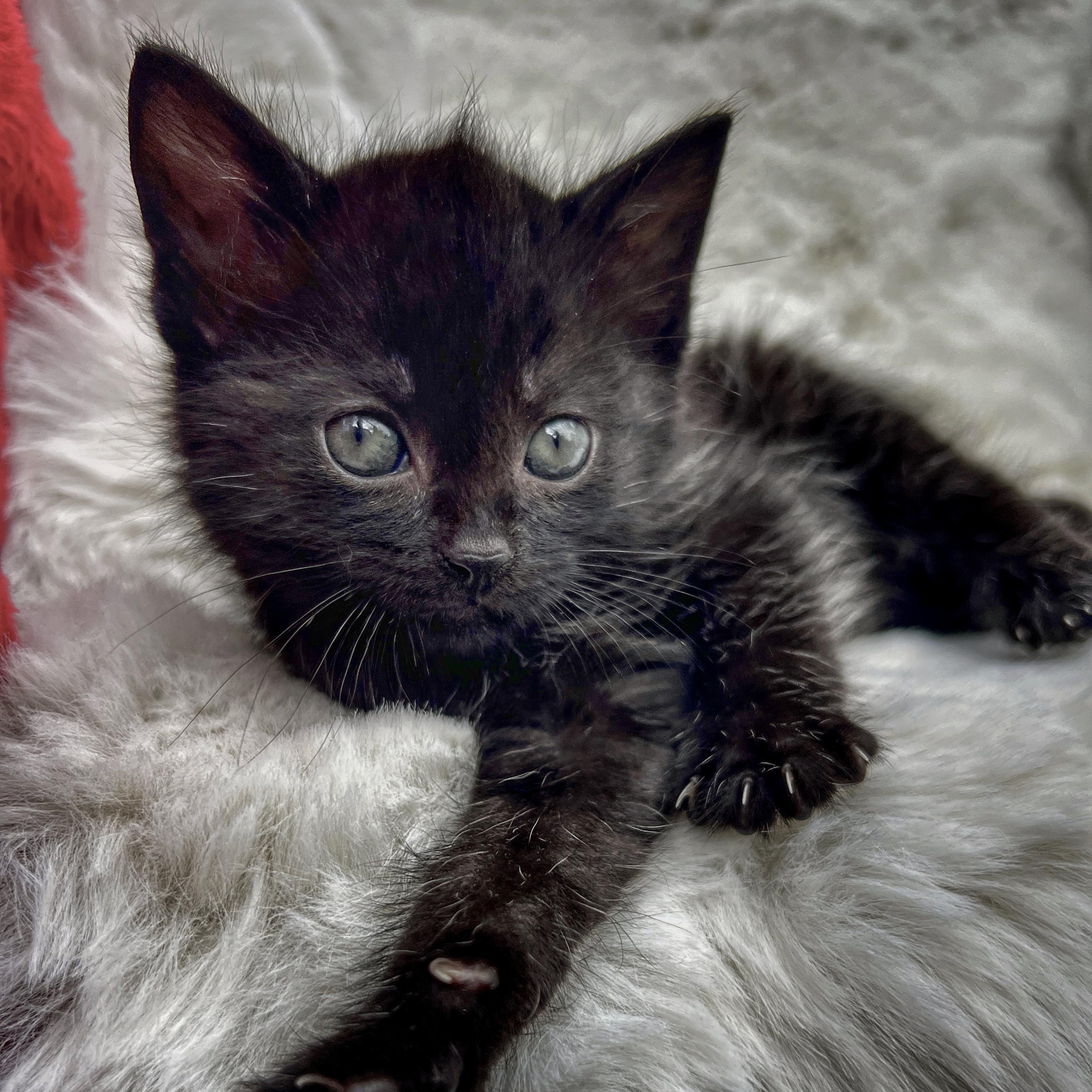 Kit Kat, ADOPTABLE, Kitten Female Domestic Medium Hair.