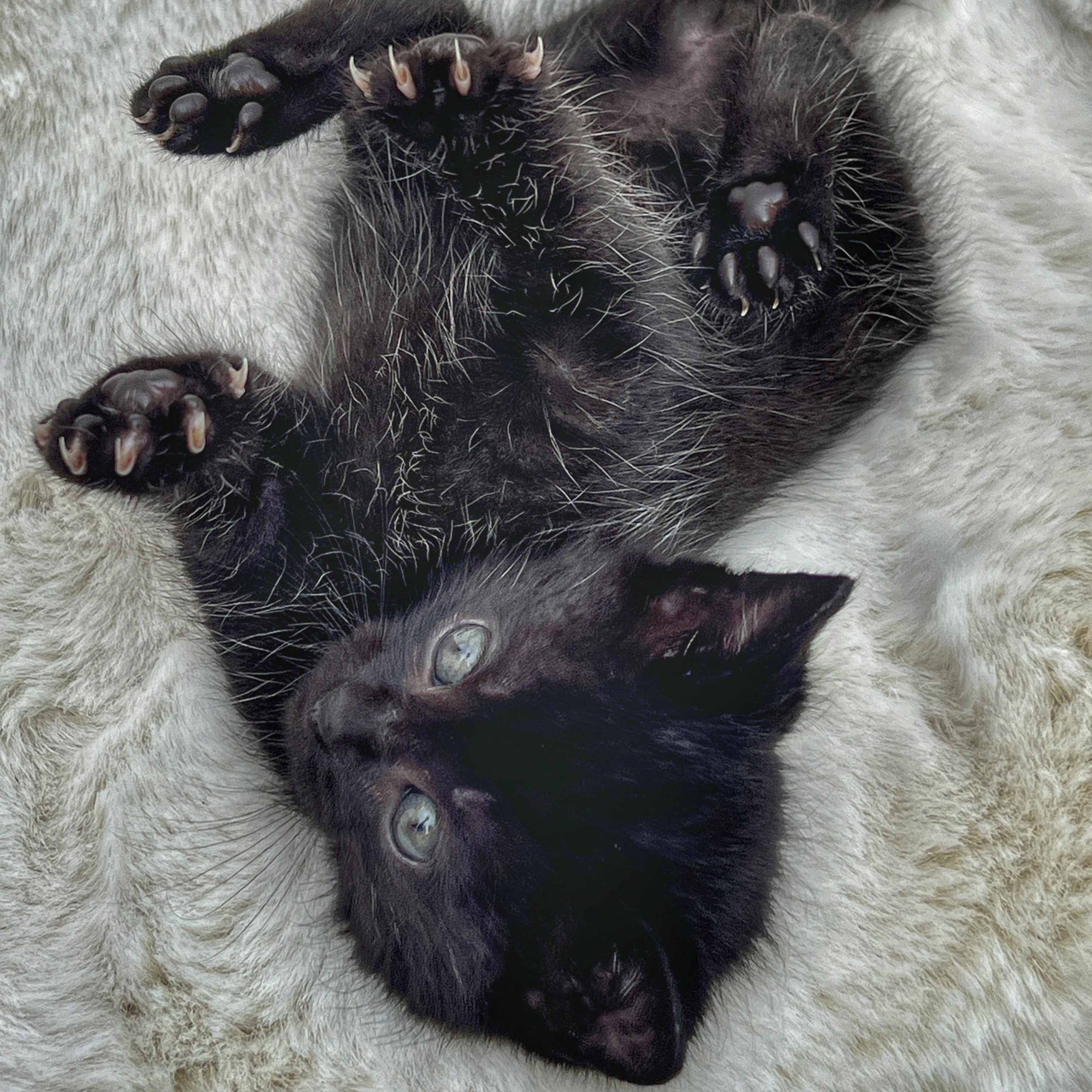 Kit Kat, a ADOPTABLE Domestic Medium Hair in High Point, NC image 2/6