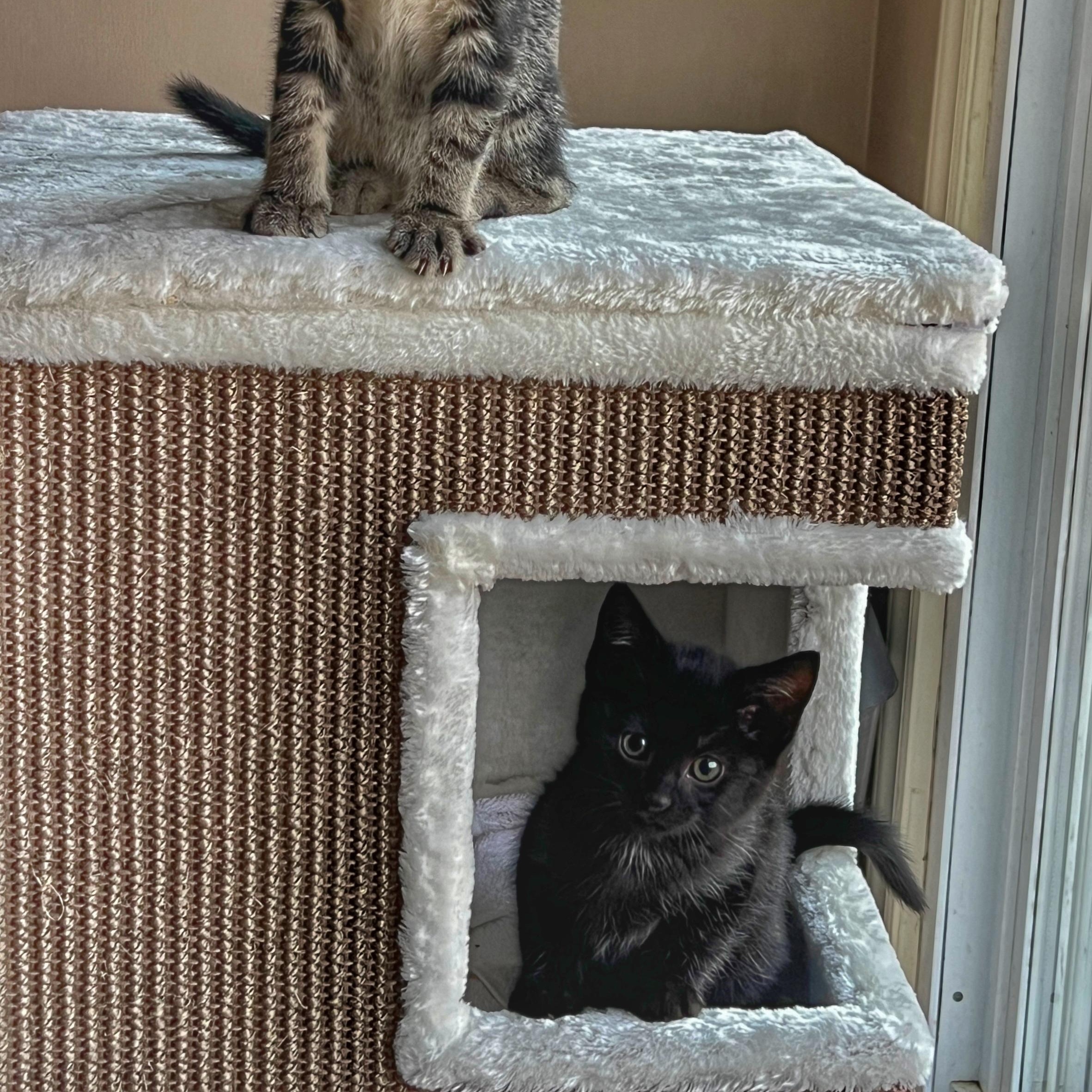 Enlarge Kit Kat, a ADOPTABLE Domestic Medium Hair in High Point, NC image 3/6