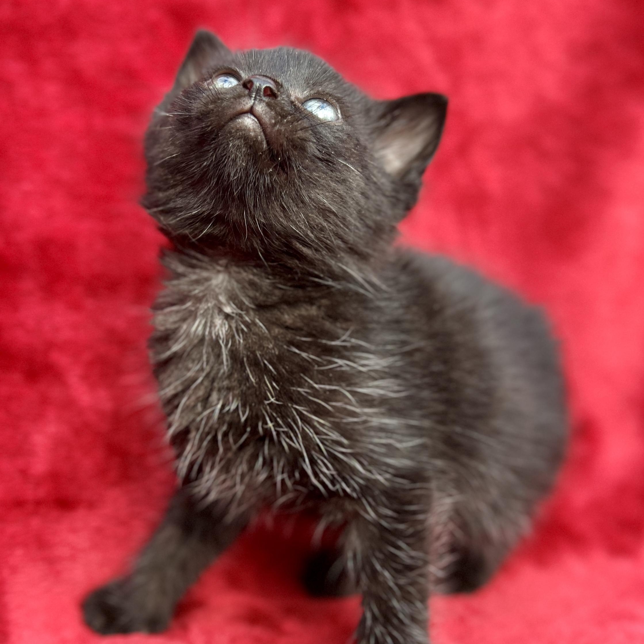 Kit Kat, a ADOPTABLE Domestic Medium Hair in High Point, NC image 3/6