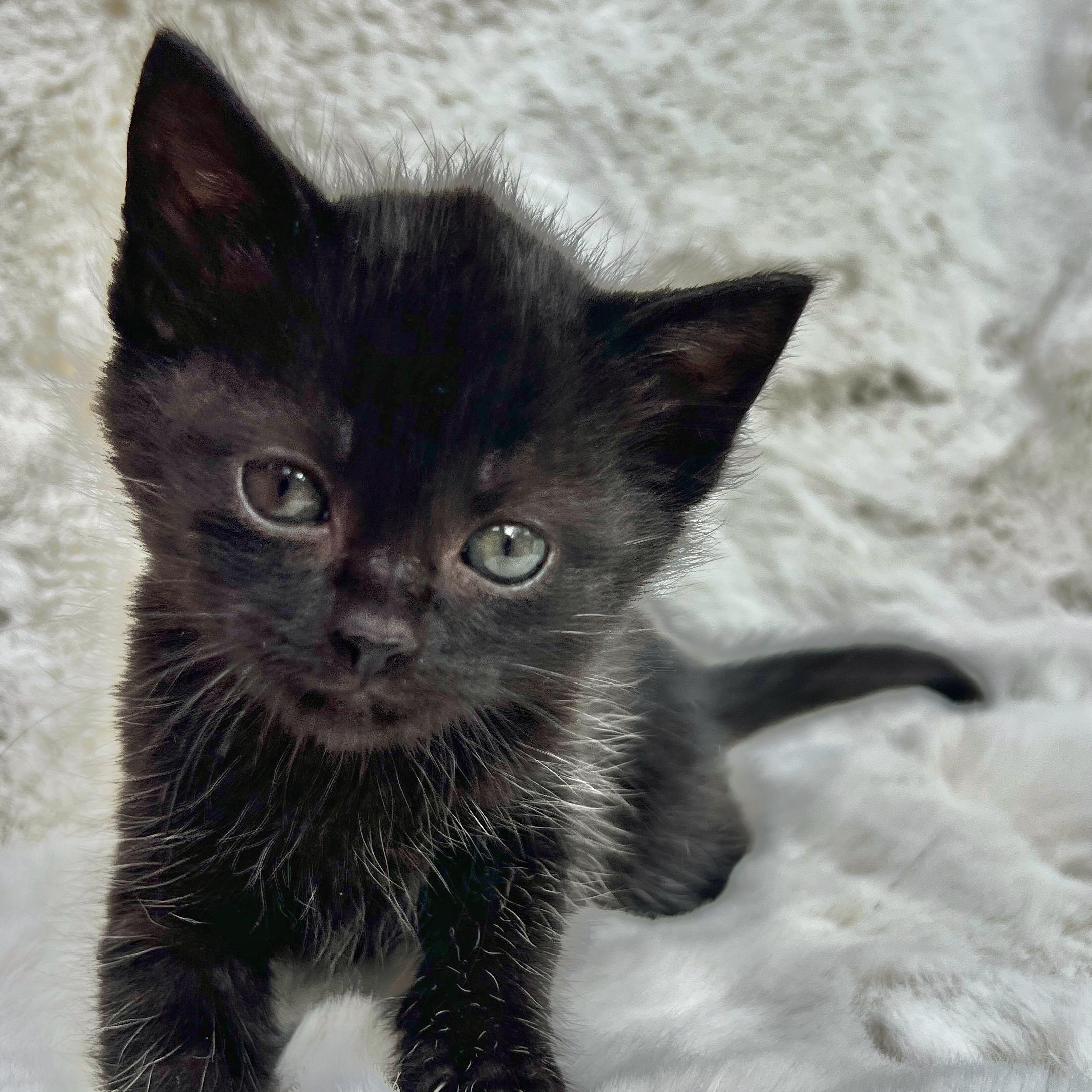 Kit Kat, a ADOPTABLE Domestic Medium Hair in High Point, NC image 5/6