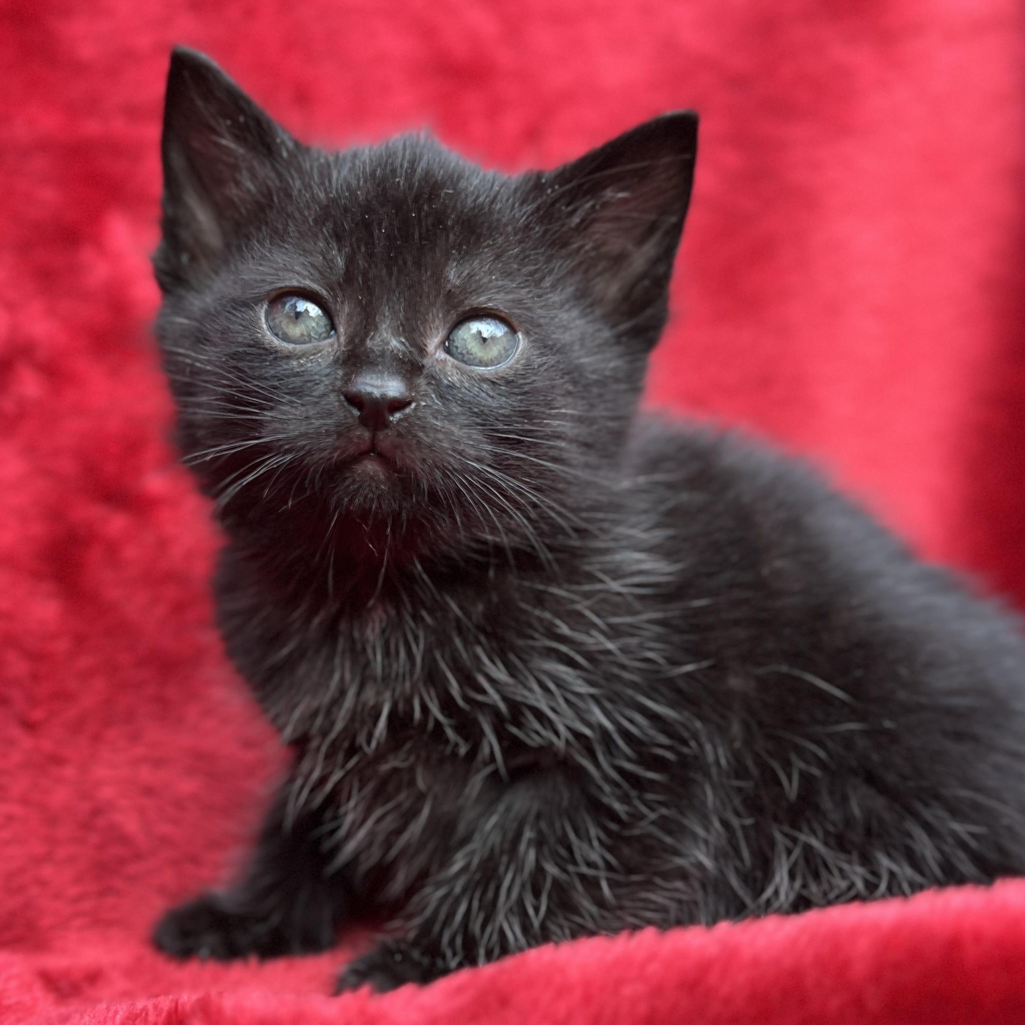 Kit Kat, a ADOPTABLE Domestic Medium Hair in High Point, NC image 6/6