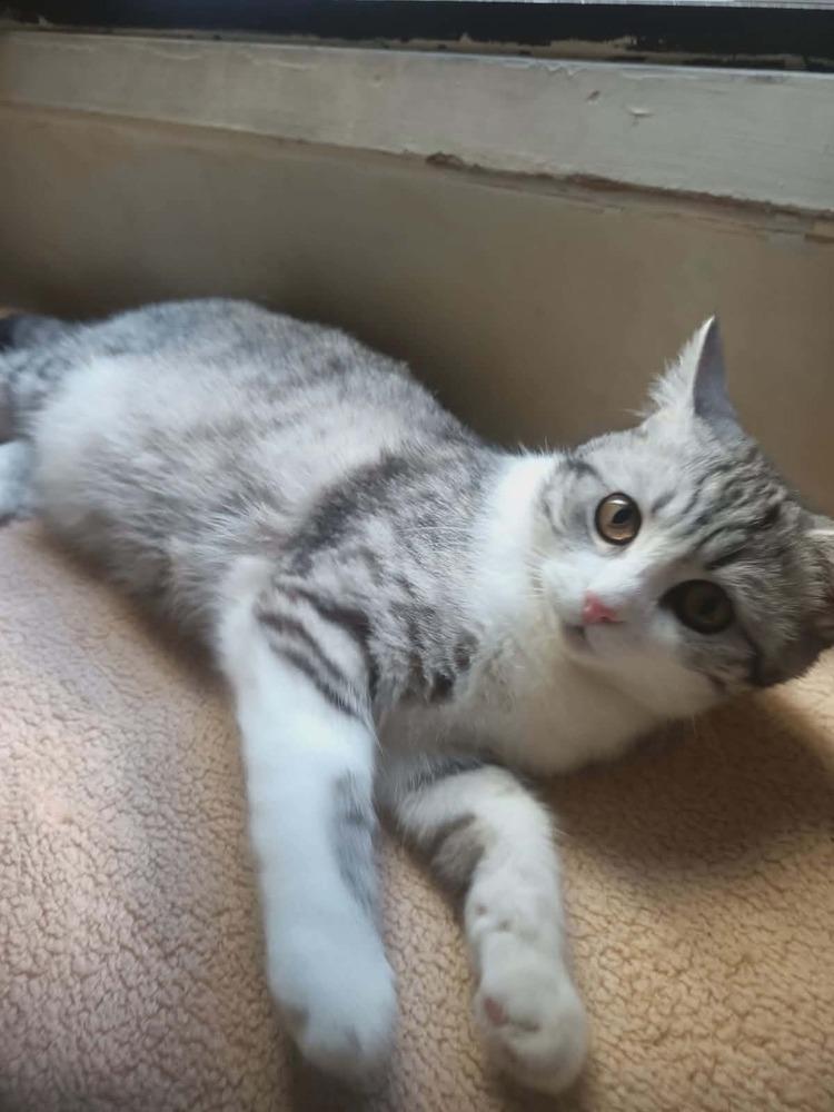 Enlarge Nano, a Adoptable mixed breed in WOLCOTT, CT image 1/5