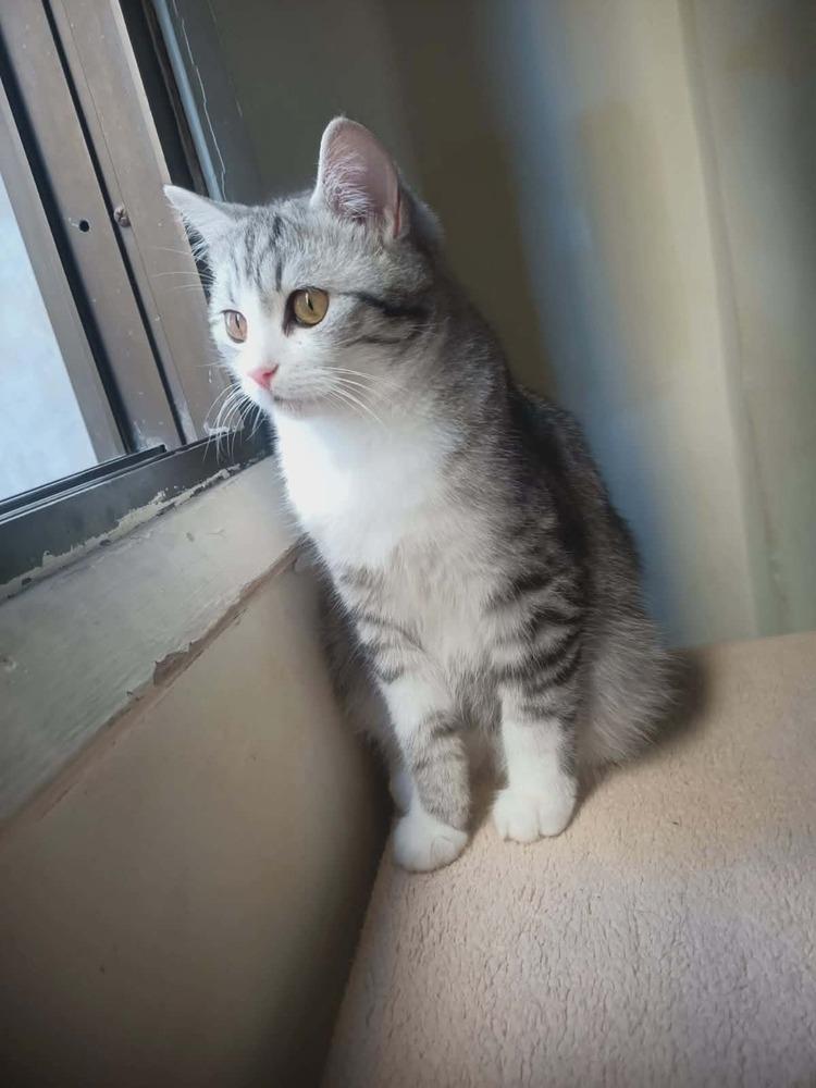 Enlarge Nano, a Adoptable mixed breed in WOLCOTT, CT image 2/5