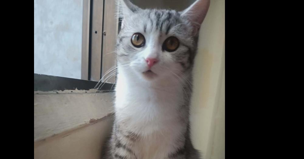 Enlarge Nano, a Adoptable mixed breed in WOLCOTT, CT image 4/5