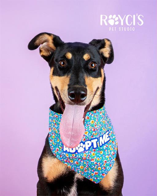 LULA, Adoptable, Young Female Doberman Pinscher & Mixed Breed.