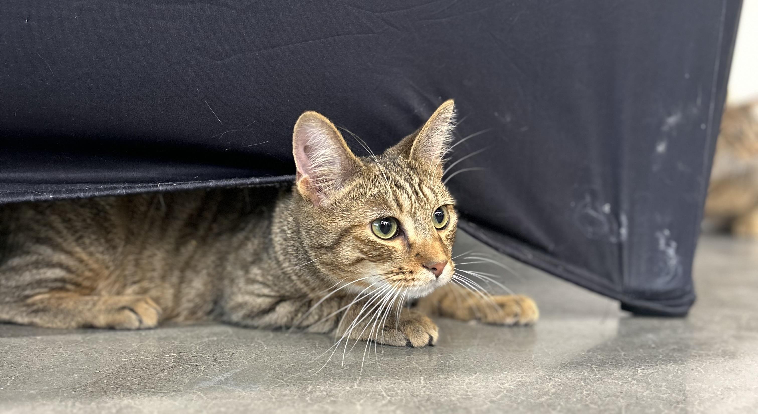 Enlarge Joey & Jessie , an adopted Tabby in Independence, OH image 6/6