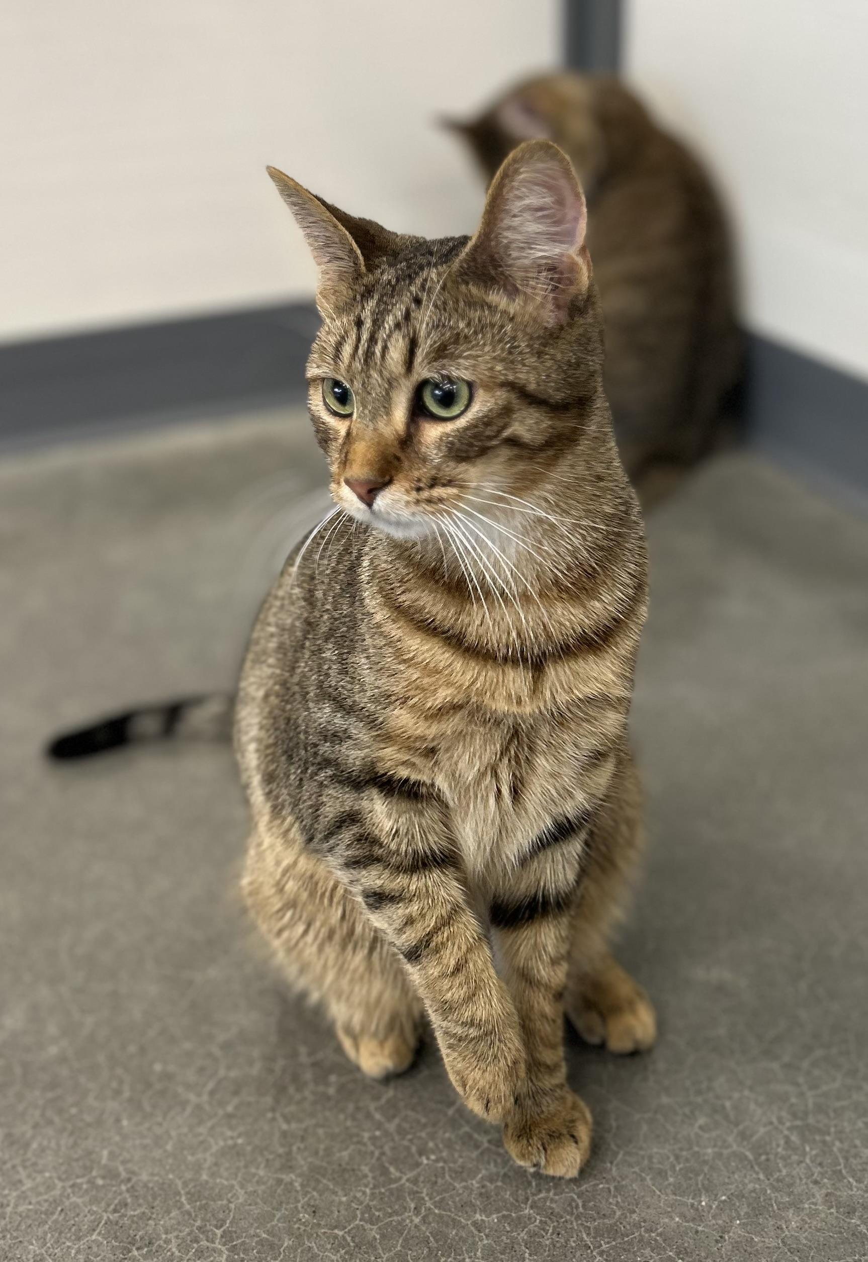 Enlarge Joey & Jessie , an adopted Tabby in Independence, OH image 4/6