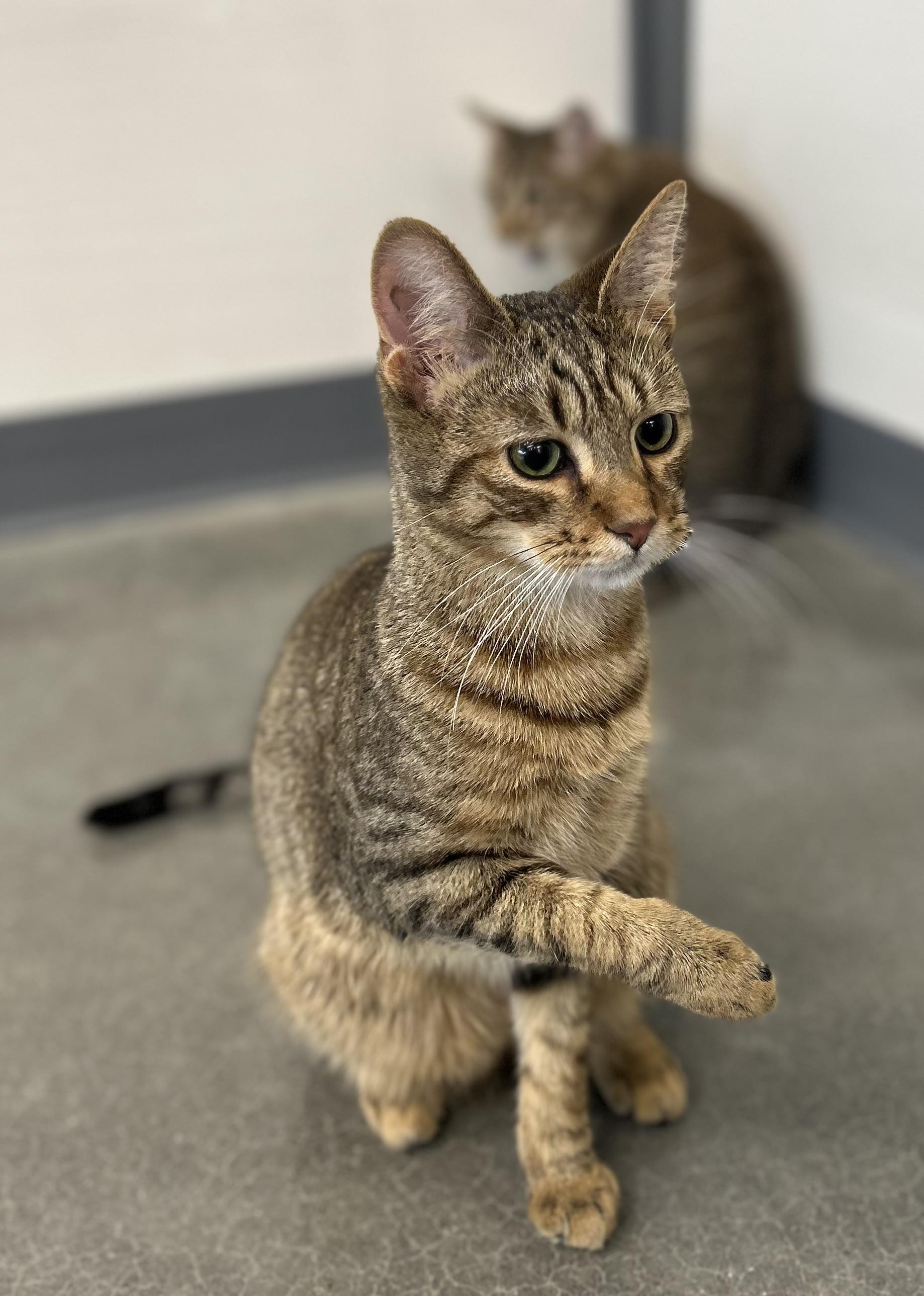 Enlarge Joey & Jessie , an adopted Tabby in Independence, OH image 3/6