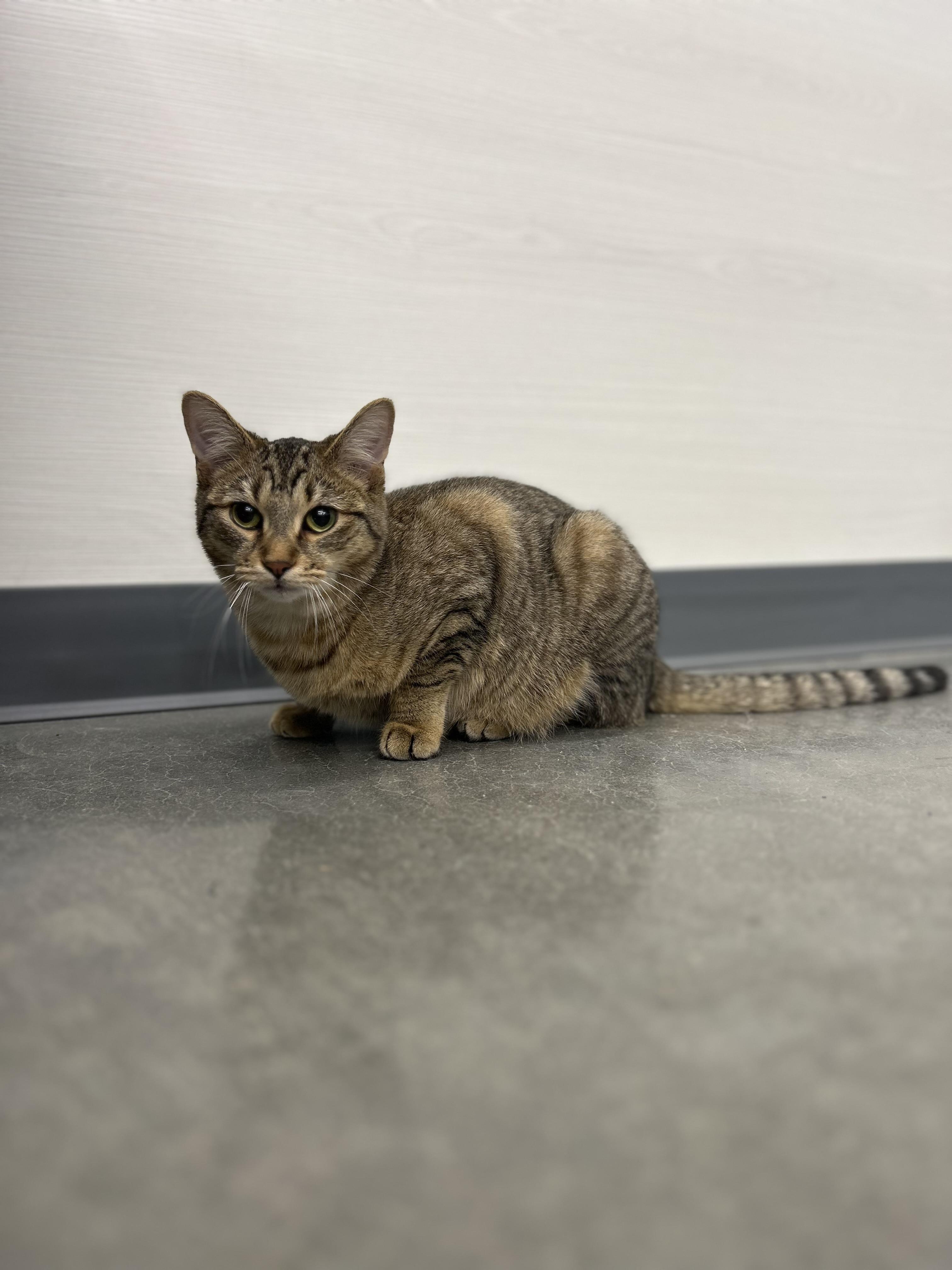 Enlarge Joey & Jessie , an adopted Tabby in Independence, OH image 2/6