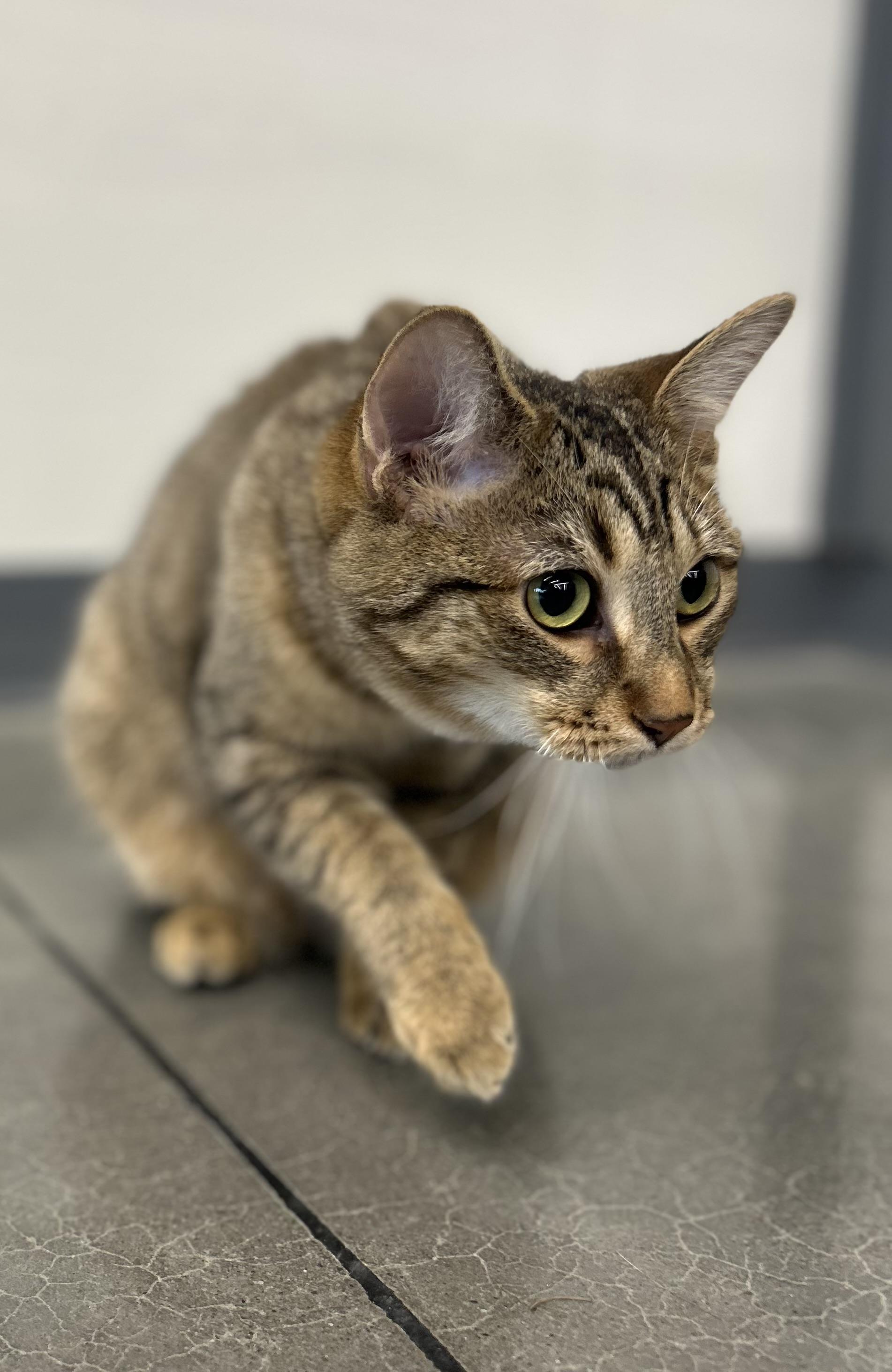 Enlarge Joey & Jessie , an adopted Tabby in Independence, OH image 5/6