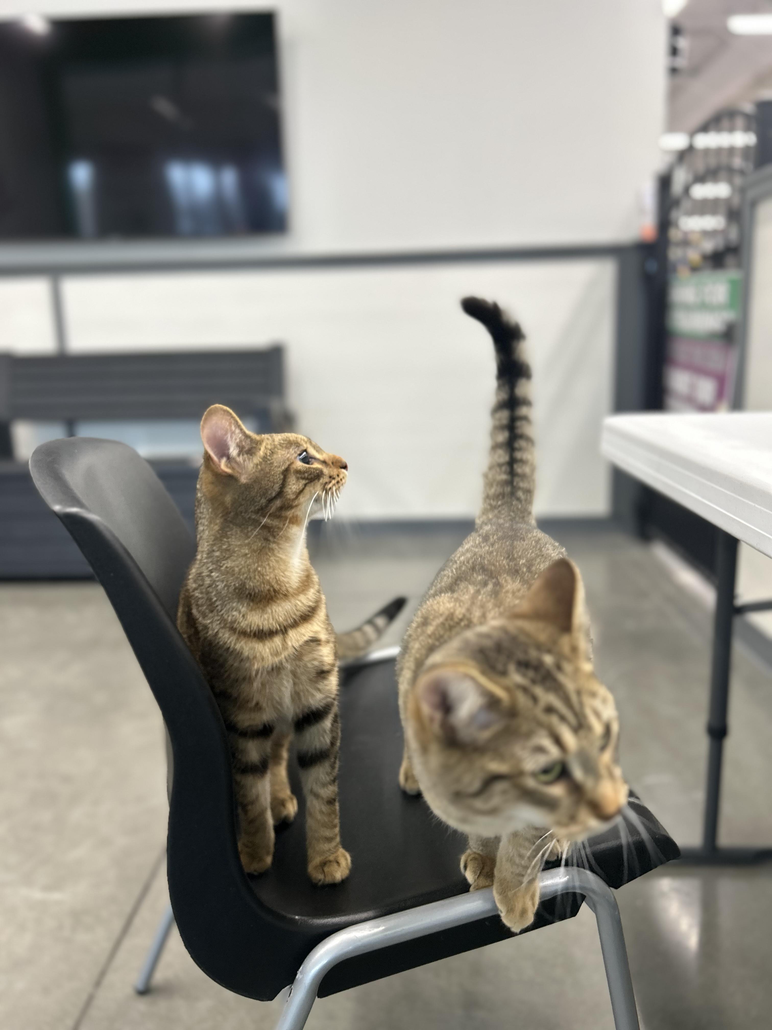 Joey & Jessie , adopted, Young Male Tabby.