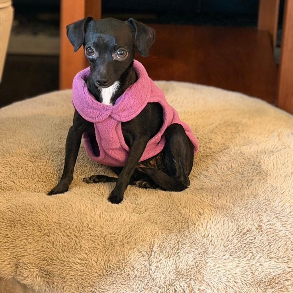 Enlarge Perilita, a Adoptable mixed breed in Fredericksburg, VA image 1/6