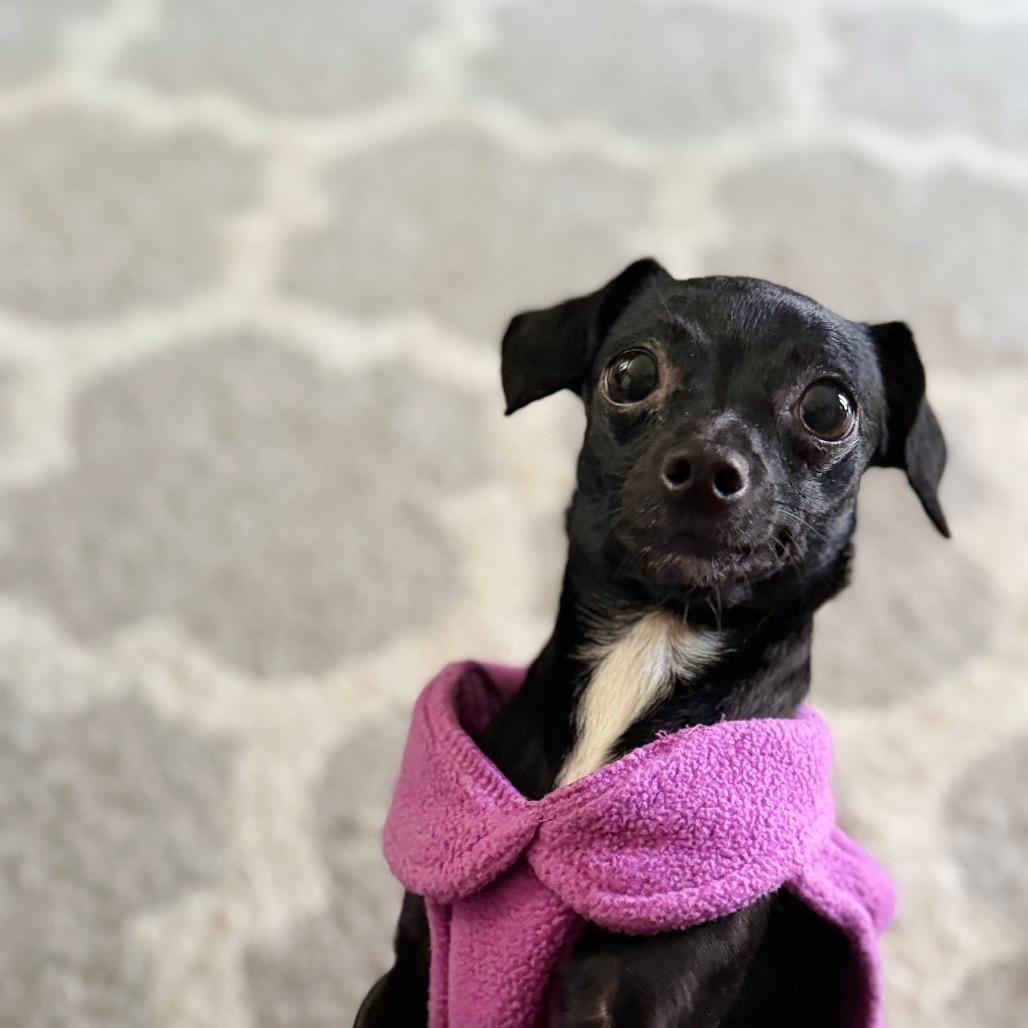 Enlarge Perilita, a Adoptable mixed breed in Fredericksburg, VA image 3/6