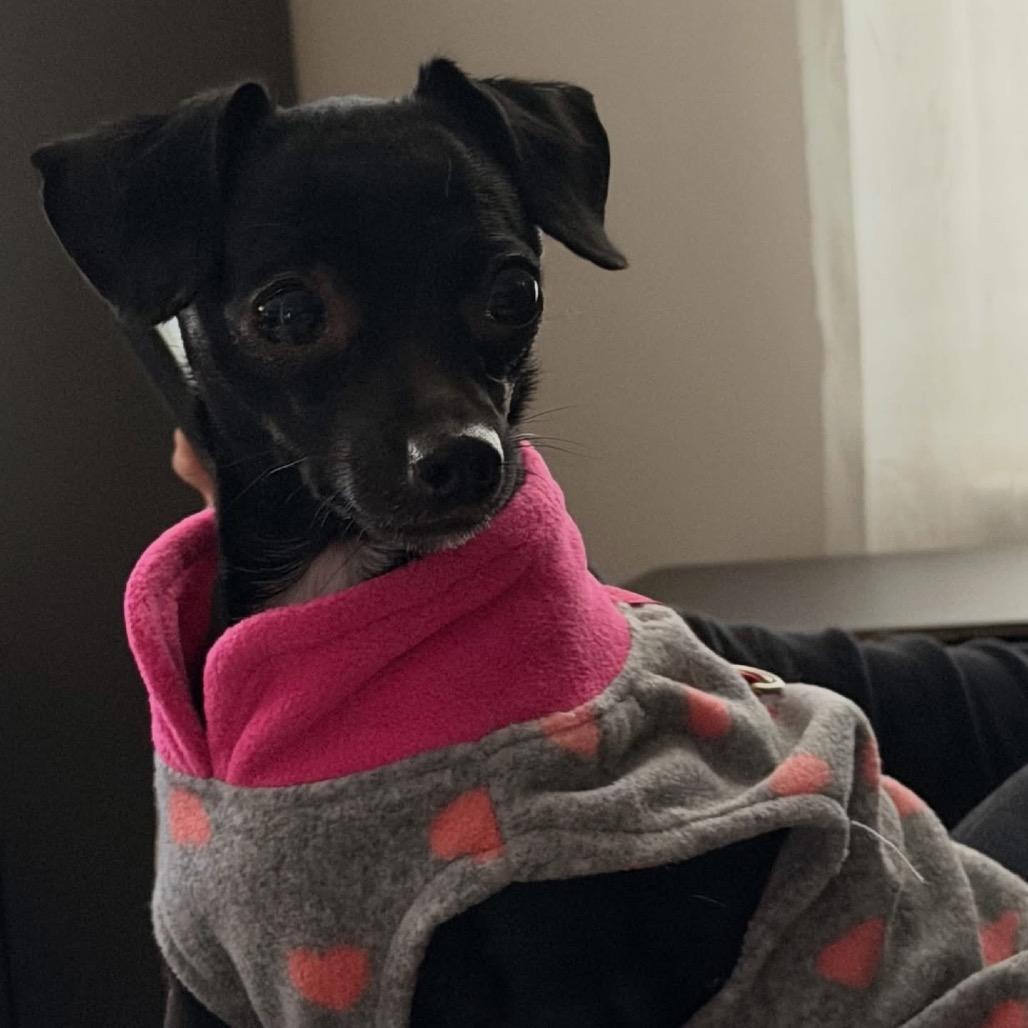 Enlarge Perilita, a Adoptable mixed breed in Fredericksburg, VA image 4/6