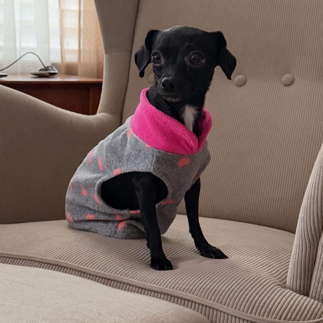 Enlarge Perilita, a Adoptable mixed breed in Fredericksburg, VA image 5/6