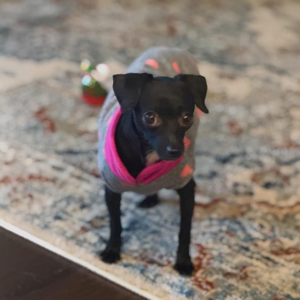 Enlarge Perilita, a Adoptable mixed breed in Fredericksburg, VA image 6/6