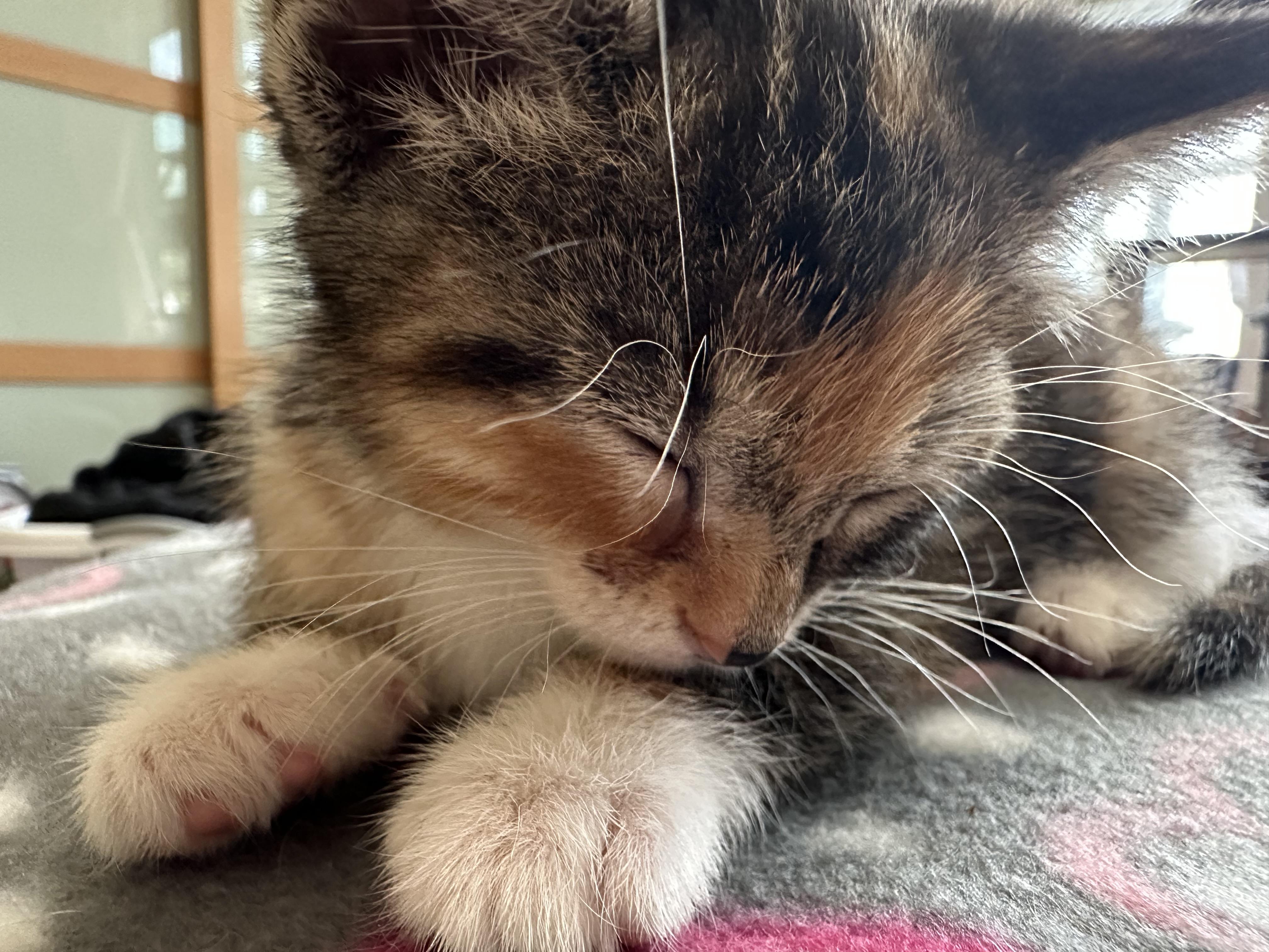 Enlarge Brulee, a ADOPTABLE Domestic Short Hair in Minneapolis, MN image 2/4