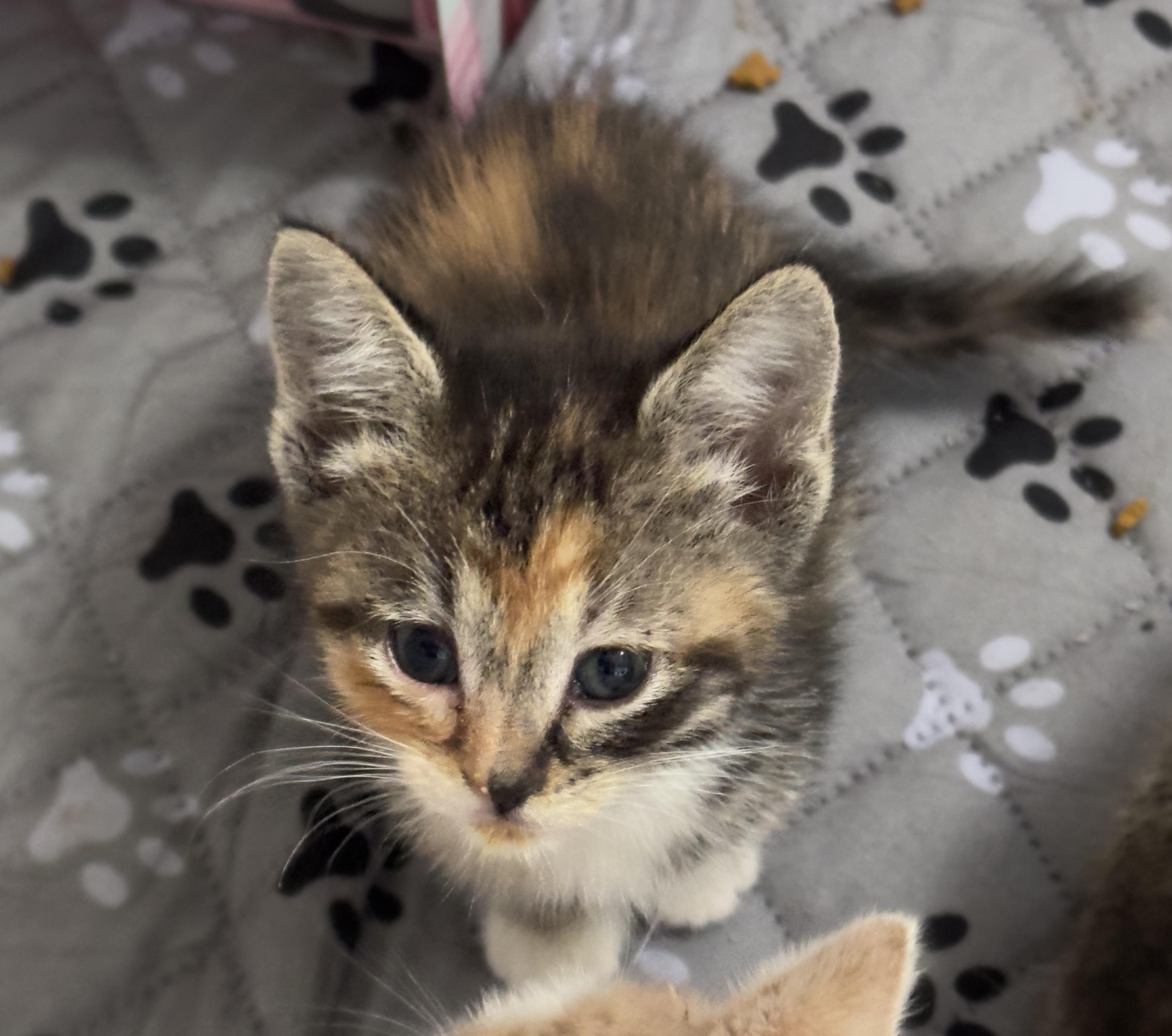 Enlarge Brulee, a ADOPTABLE Domestic Short Hair in Minneapolis, MN image 4/4