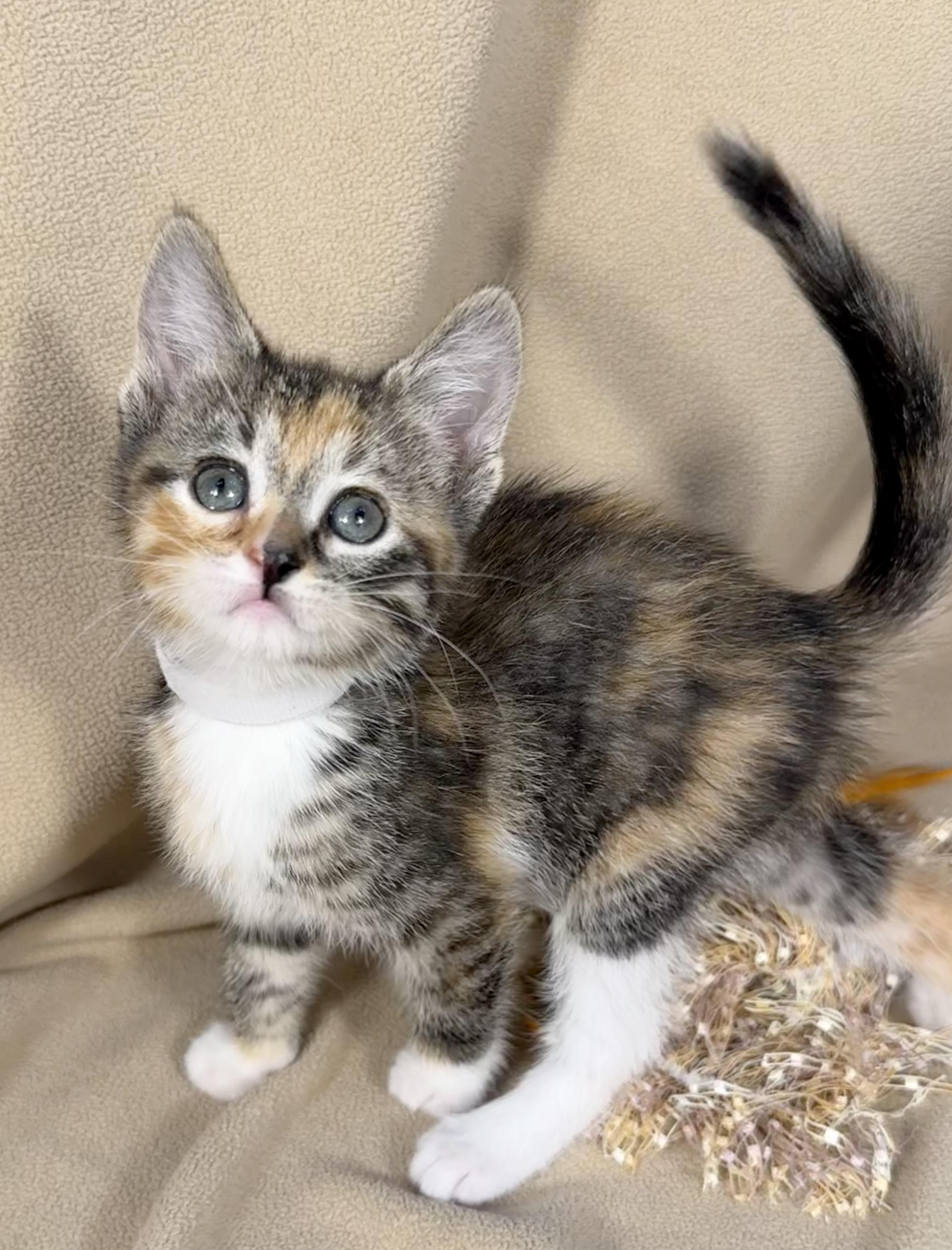 Enlarge Brulee, a ADOPTABLE Domestic Short Hair in Minneapolis, MN image 1/4