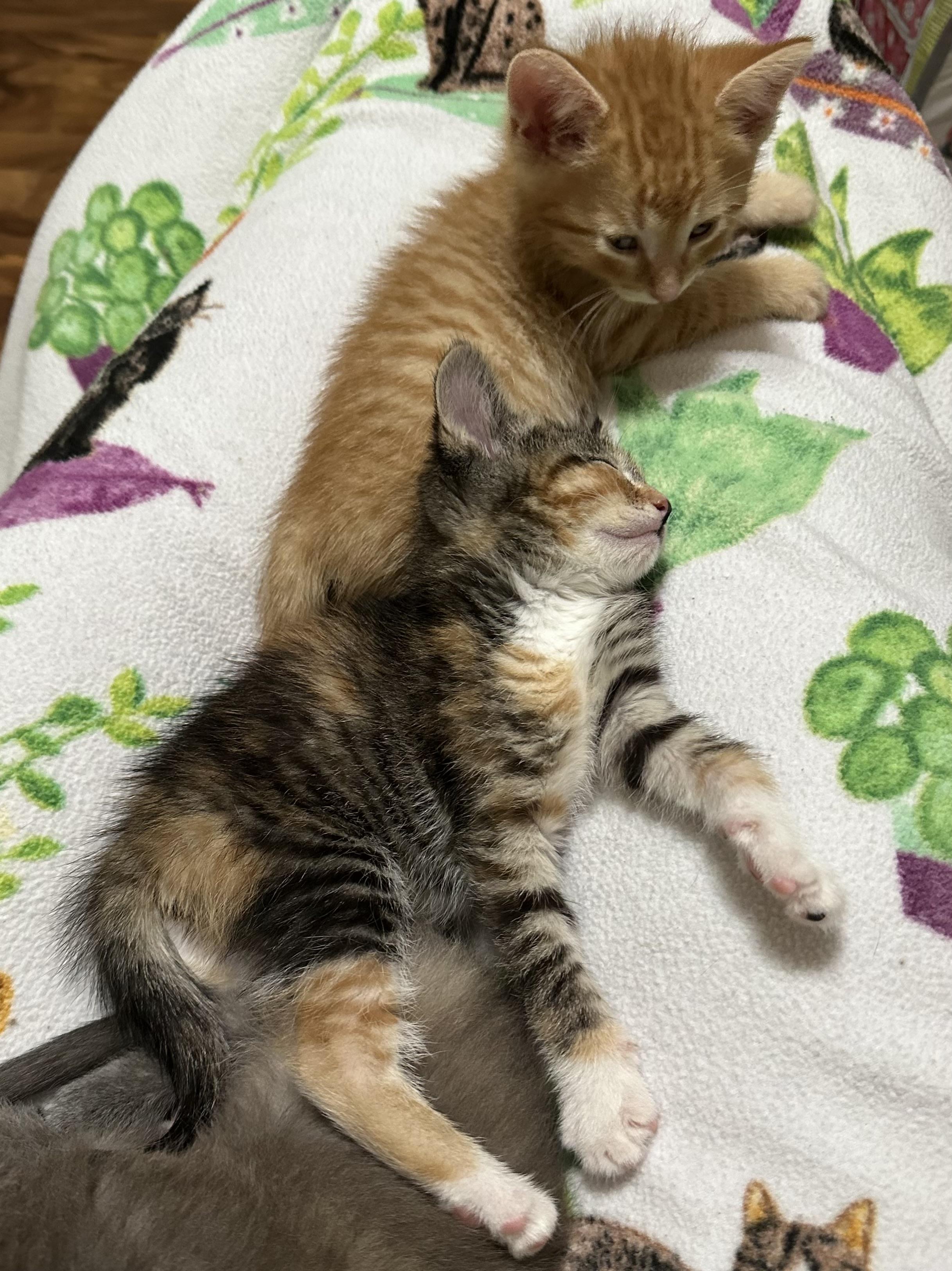 Enlarge Brulee, a ADOPTABLE Domestic Short Hair in Minneapolis, MN image 3/4