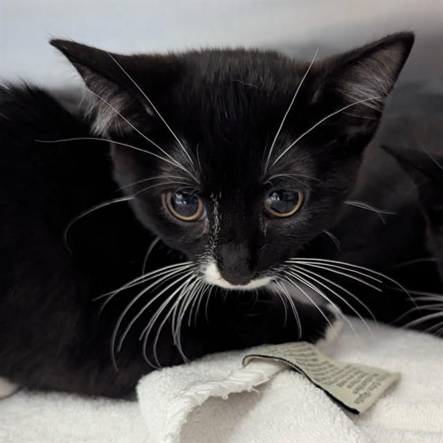TSUNAMI, Adoptable, Kitten Female Domestic Short Hair.