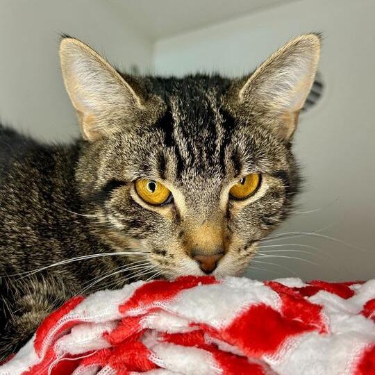 Wendy Peppercorn, Adoptable, Young Female Domestic Short Hair.